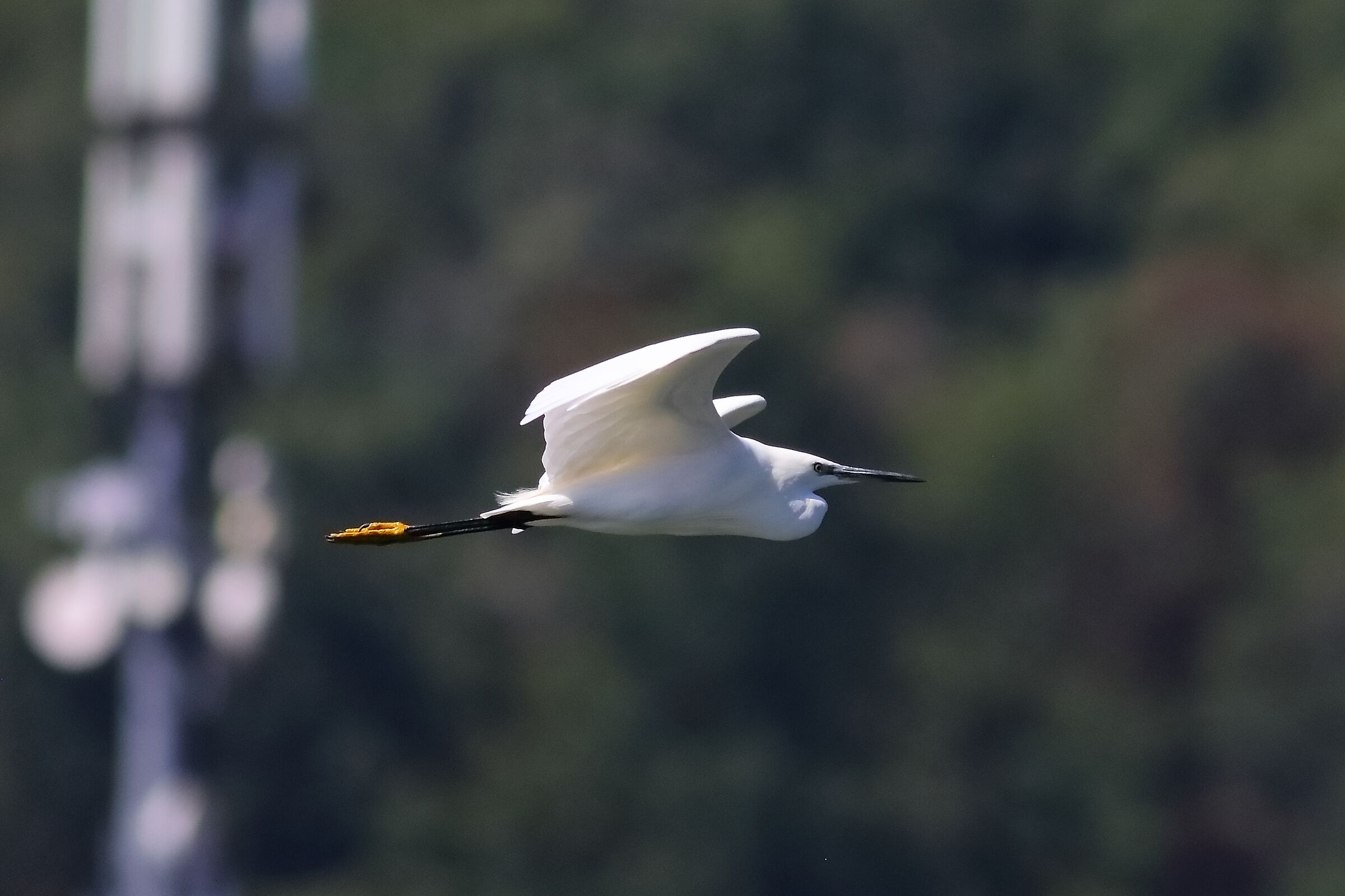 Little Egret 13-08-2023