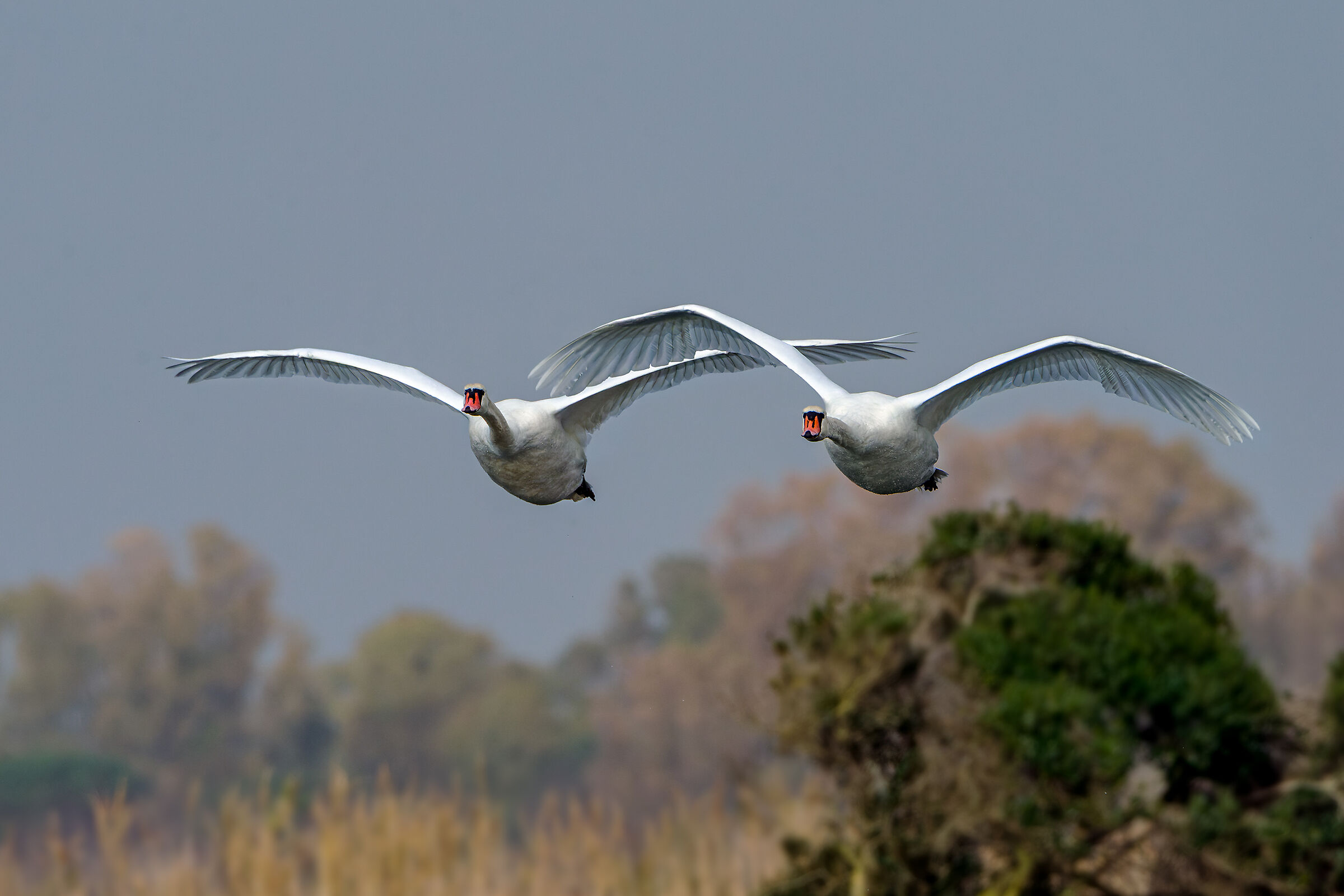 Tanti auguri di buone feste!