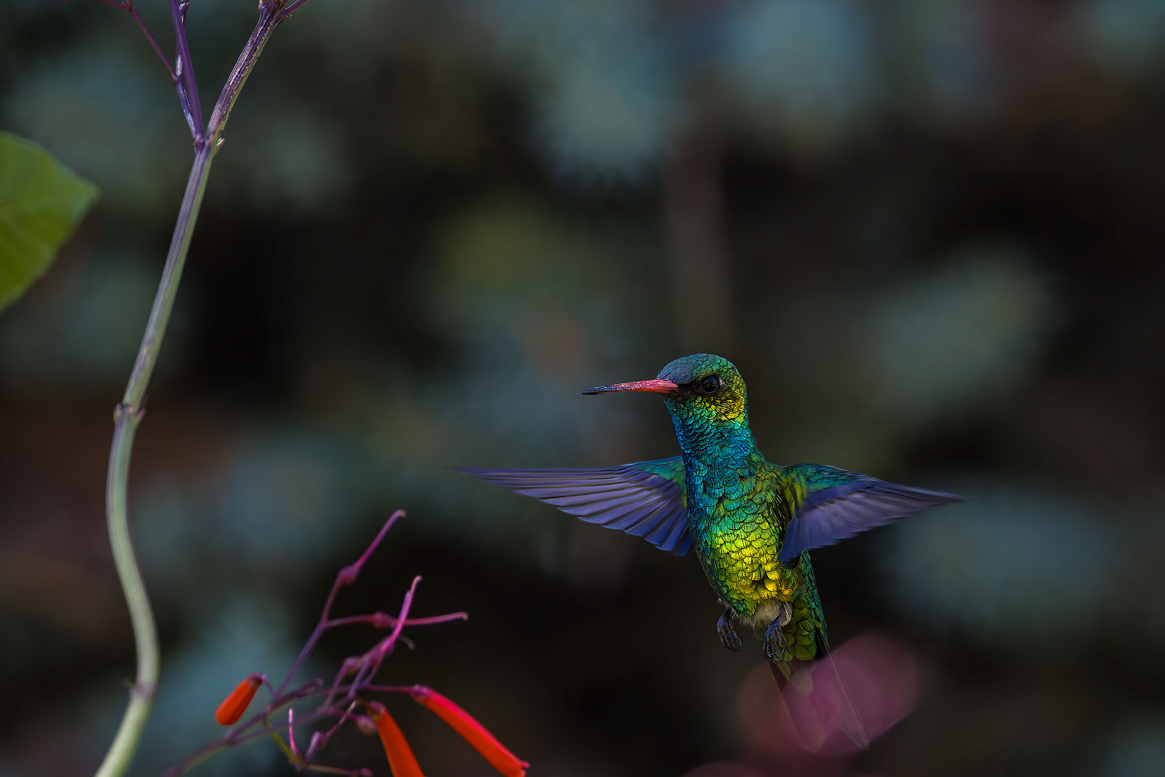 Chlorostilbon lucidus n.2