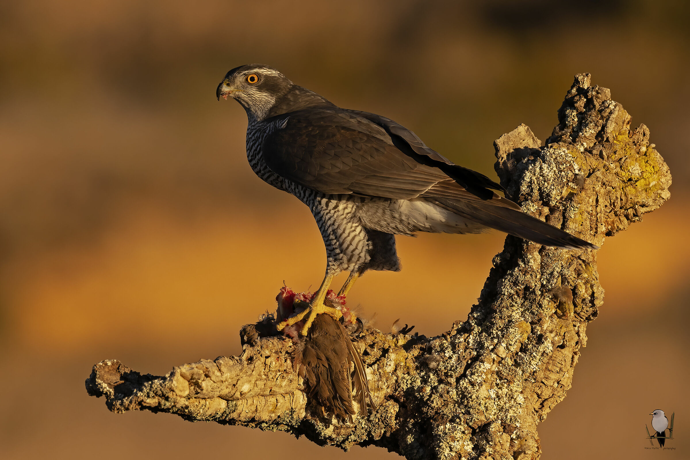Goshawk