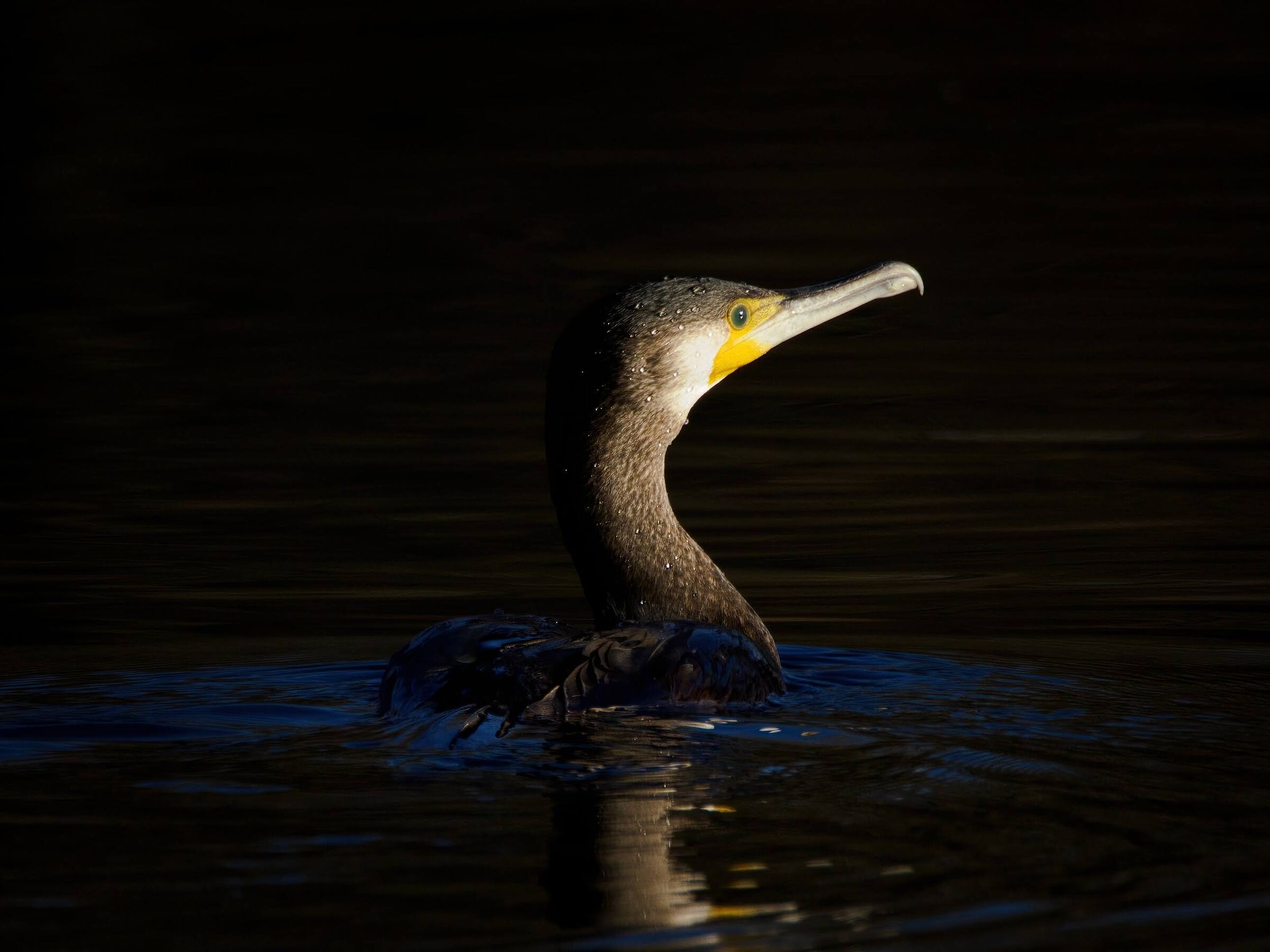 Cormorant