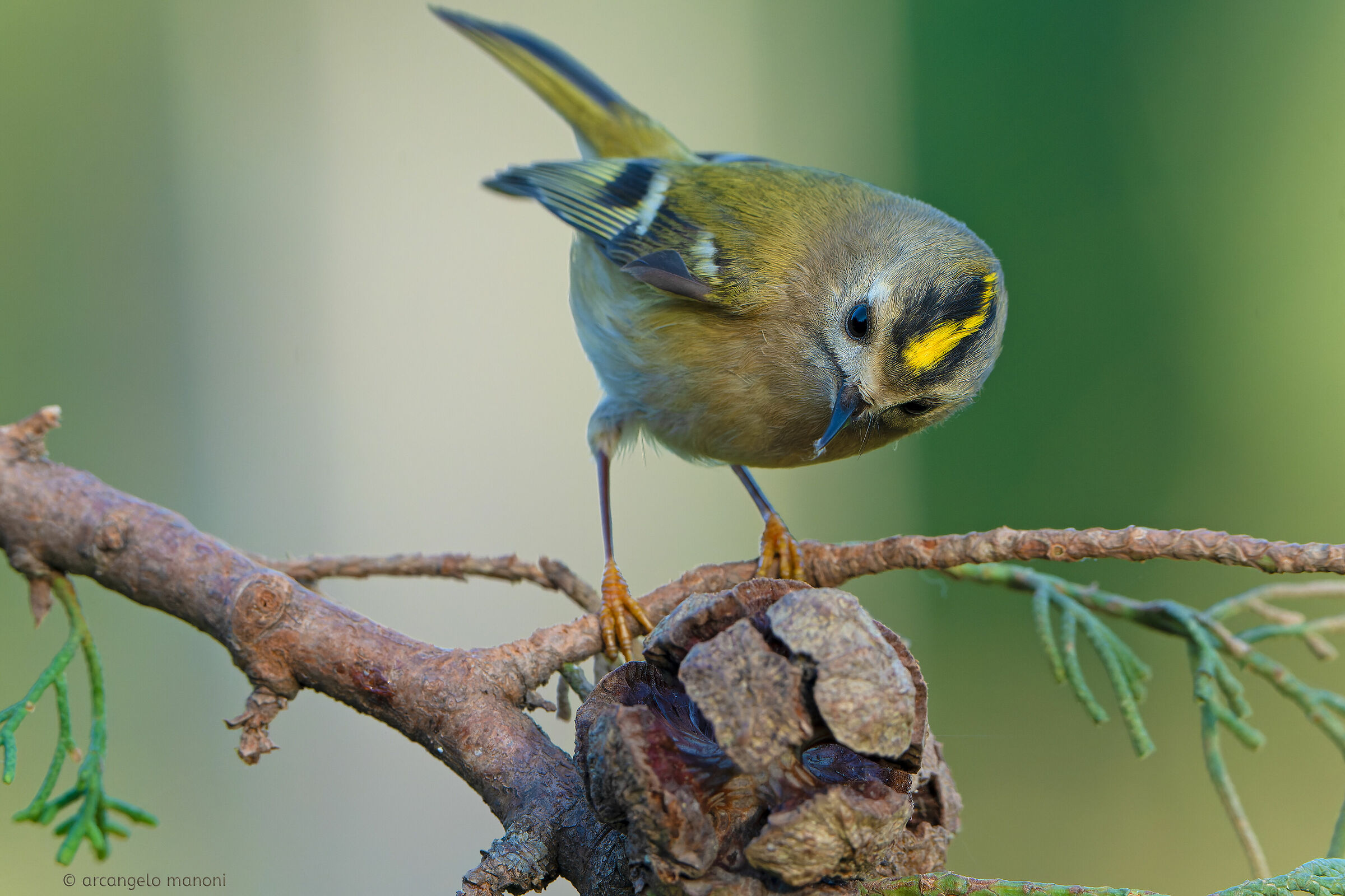 In the sign of yellow (ruler)