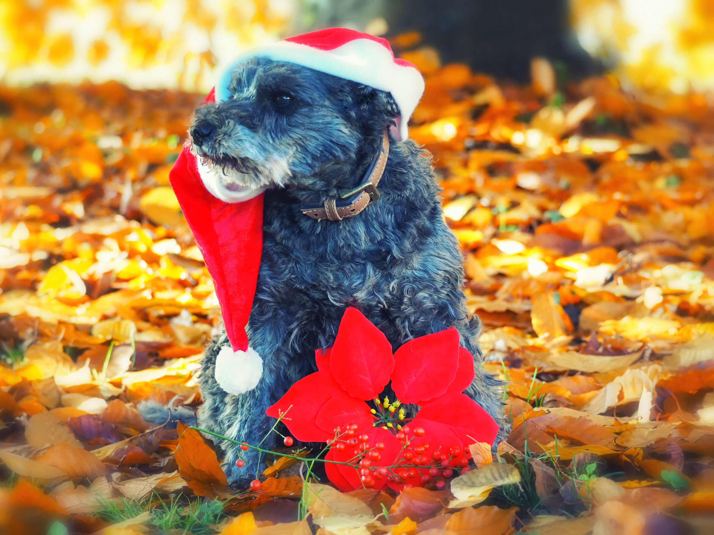 Santa Claus is Coming to Town