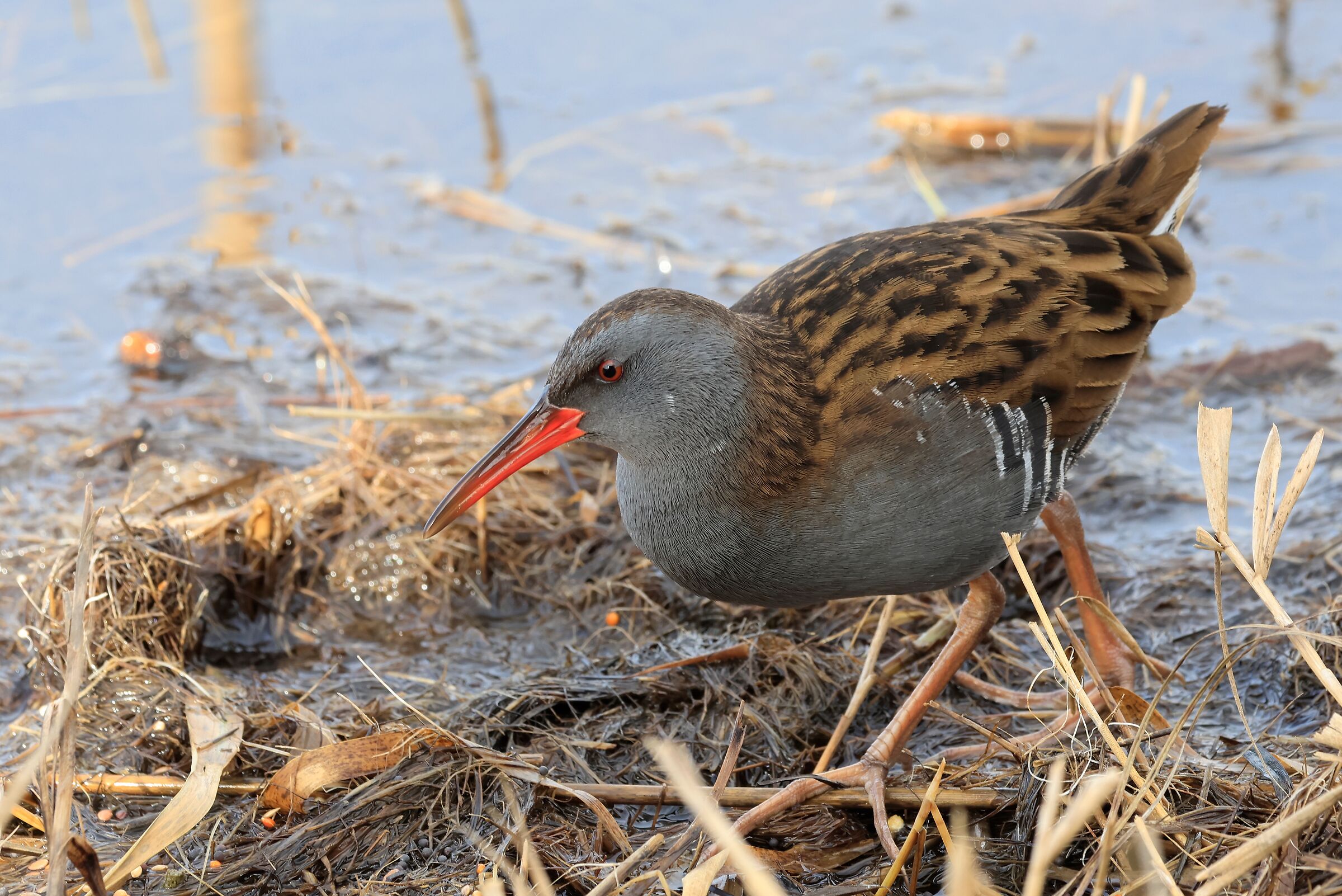 R7 100-500 PORCIGLIONE