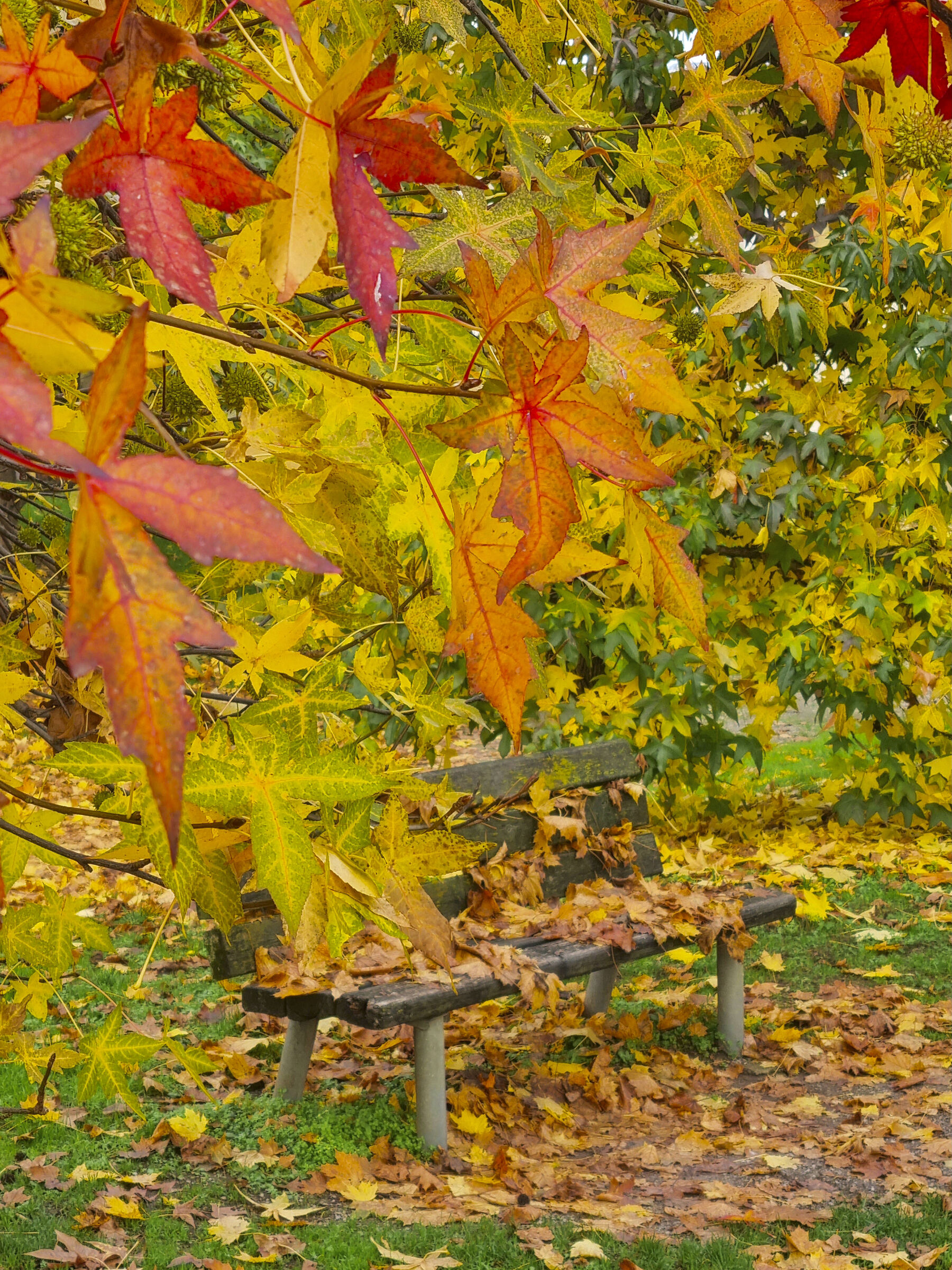 Autumn at the Park - November 2021