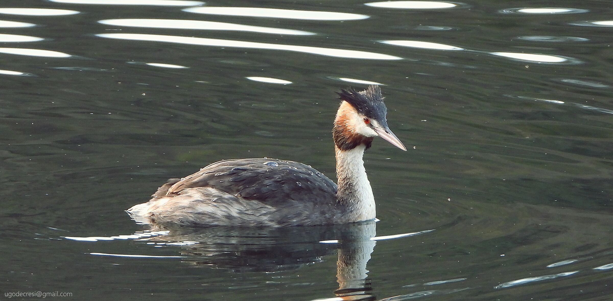 Svasso giovane alzata ticinese 23 dic 23