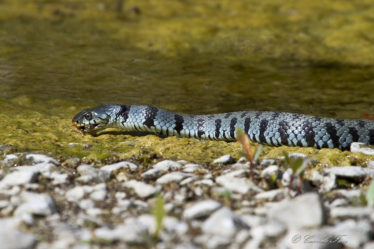 natrice dal collare con rana