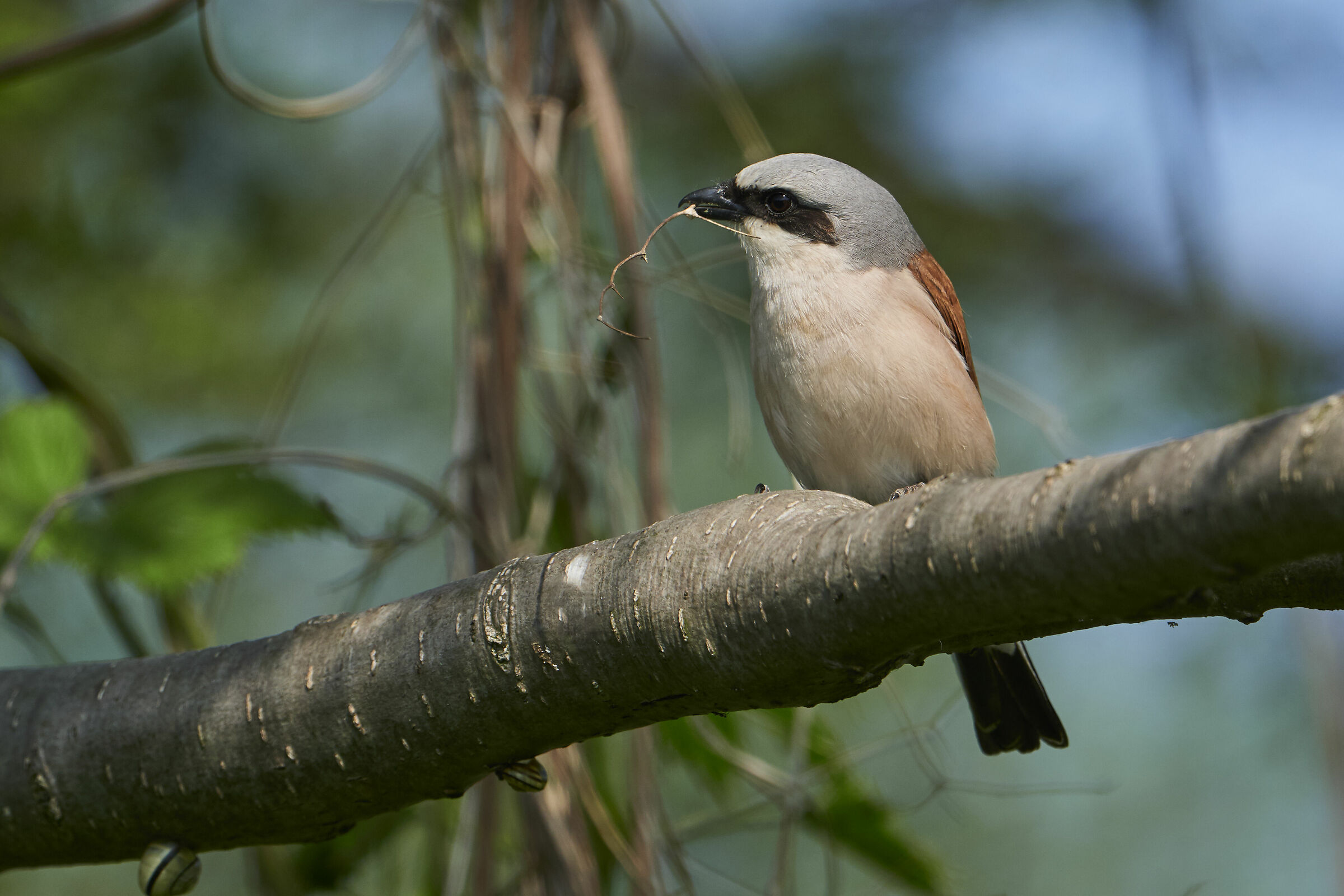 Averla piccola ( Lanius collurio )