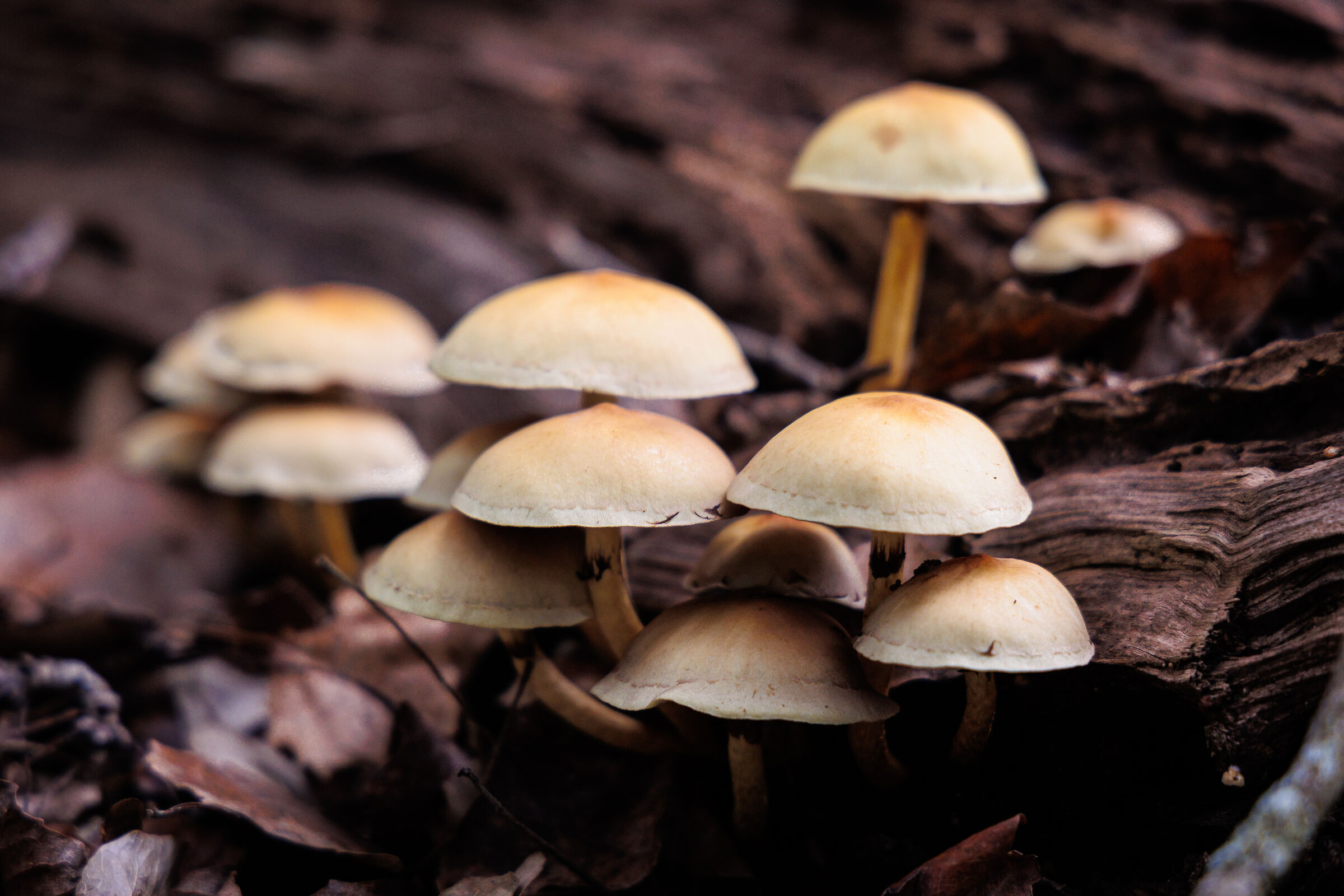 November in San Rossore