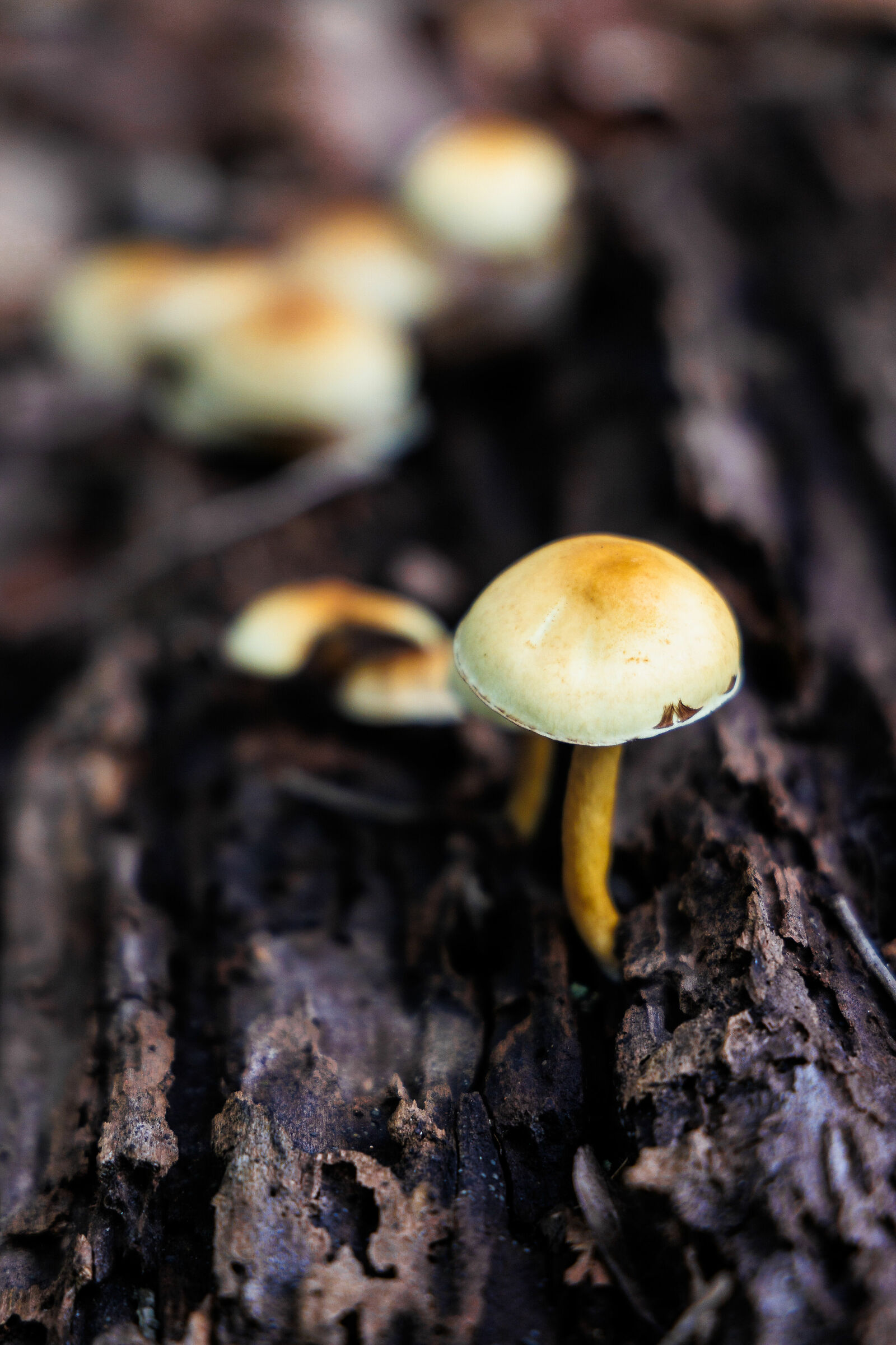 November in San Rossore