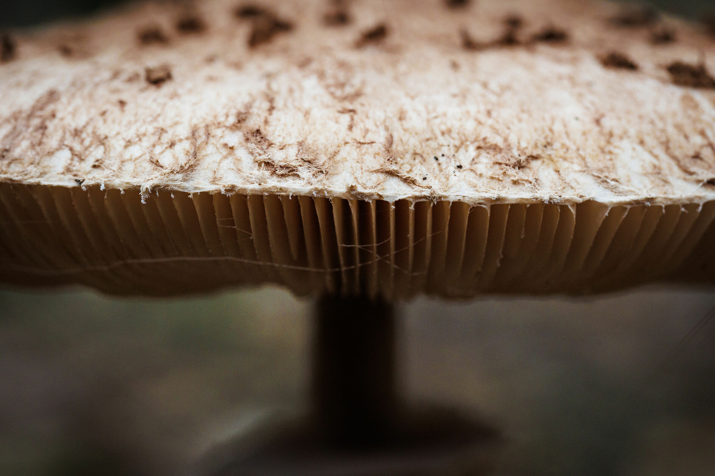 November in San Rossore