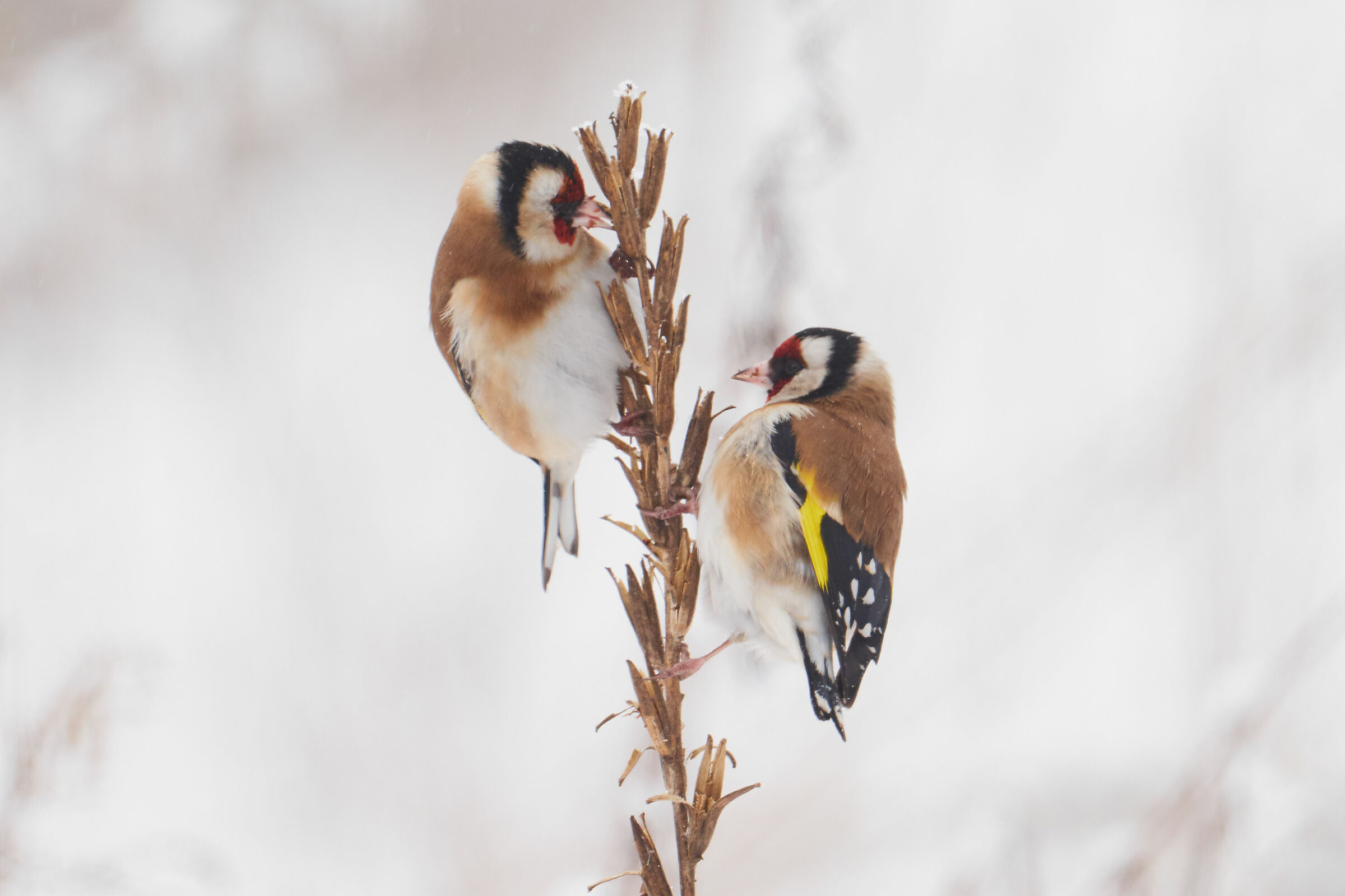 Goldfinch ( Carduelis Carduelis )