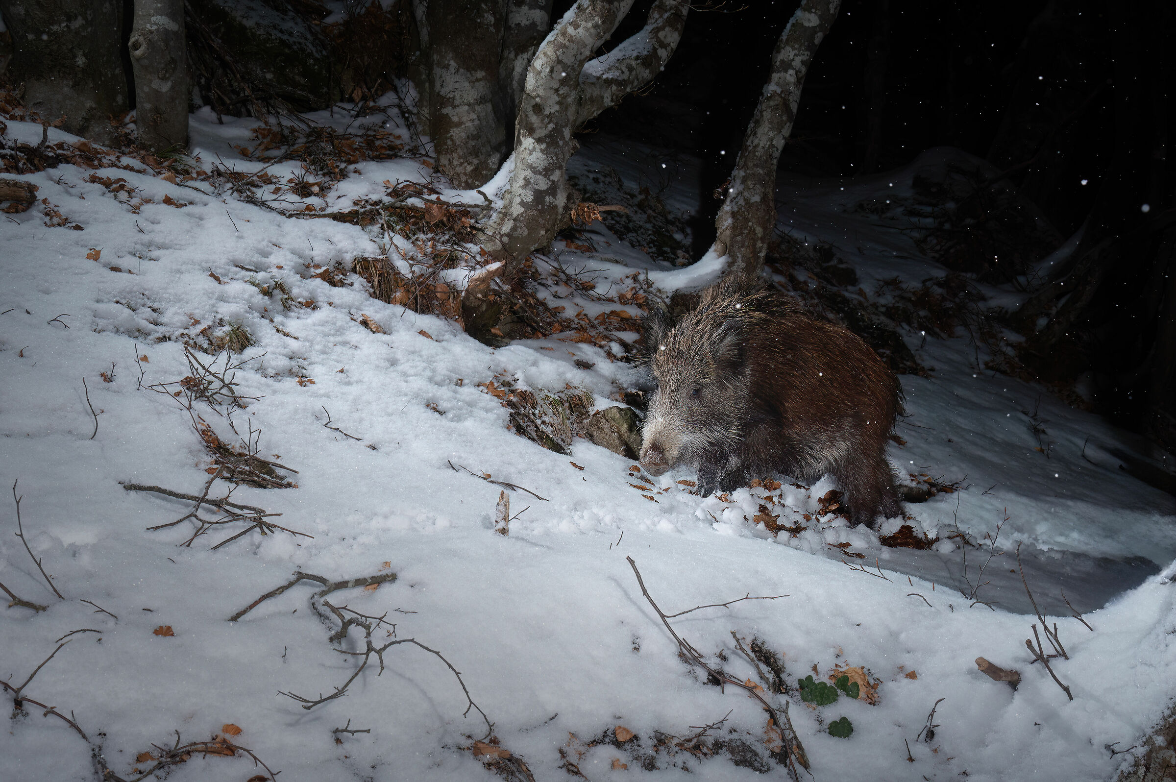 The wild boar and the snow