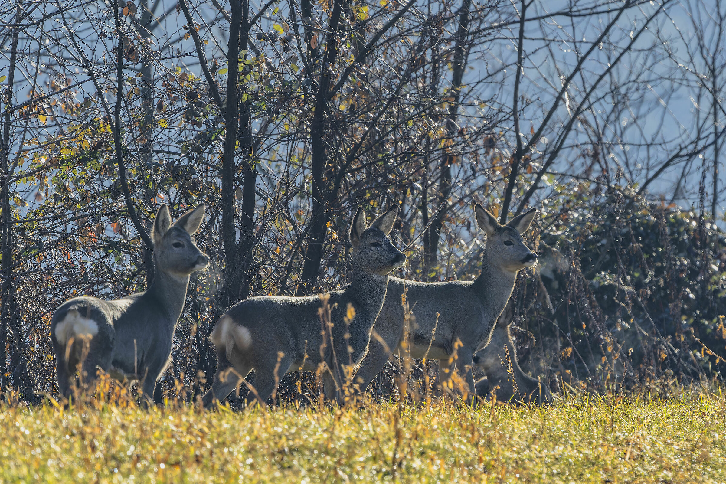 Trio of female roe deer