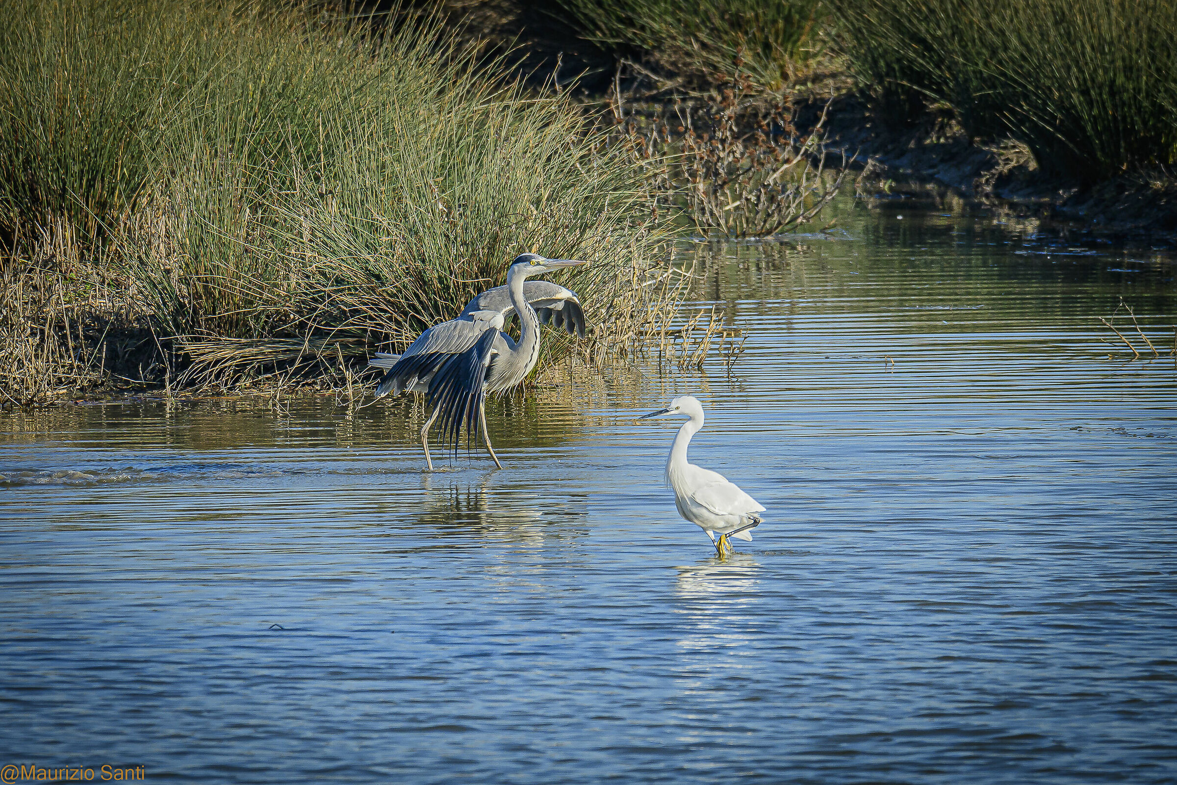 La garzetta e l'airone