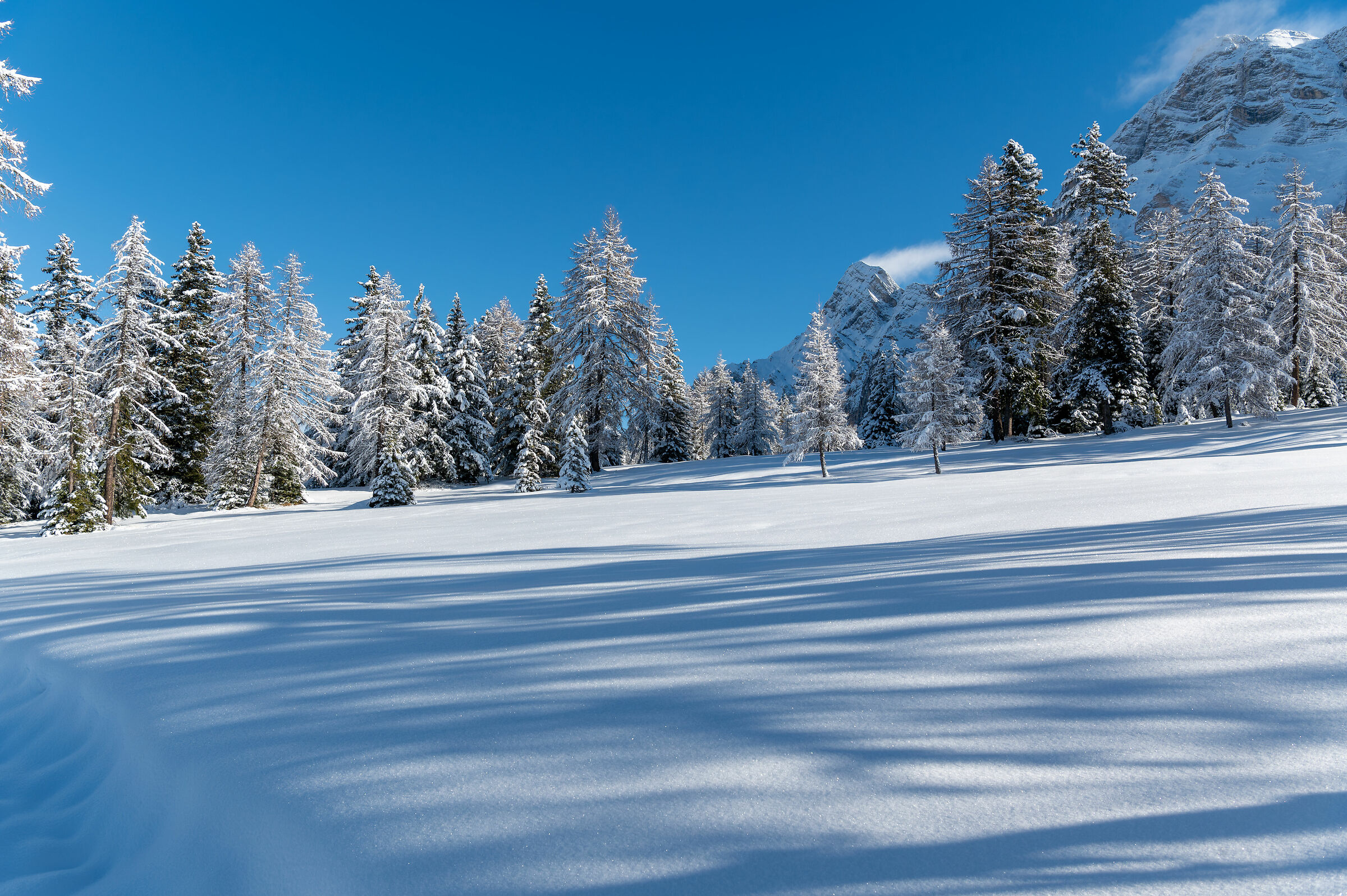 Lights and shadows of winter.