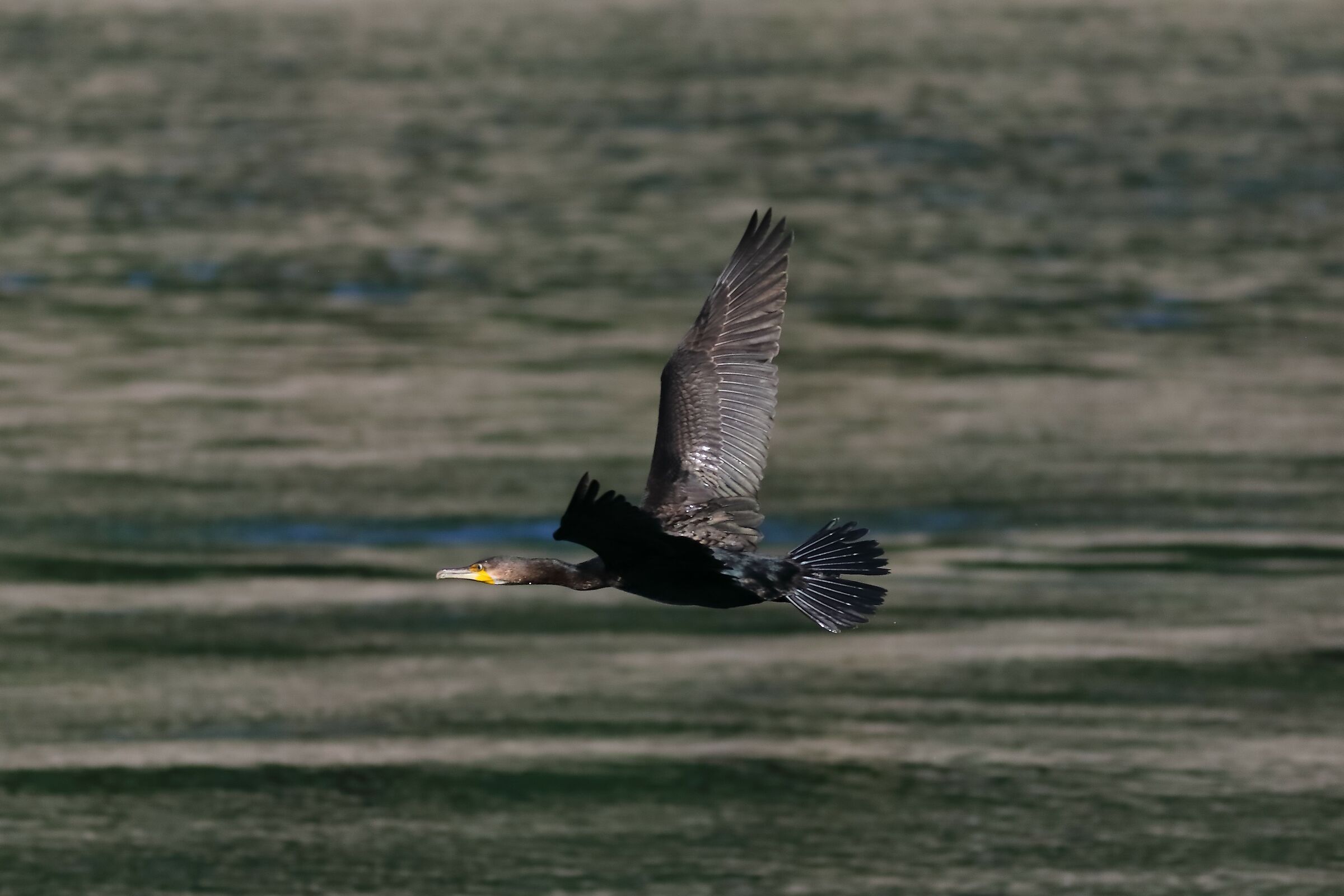 Cormorant 09-08-2023