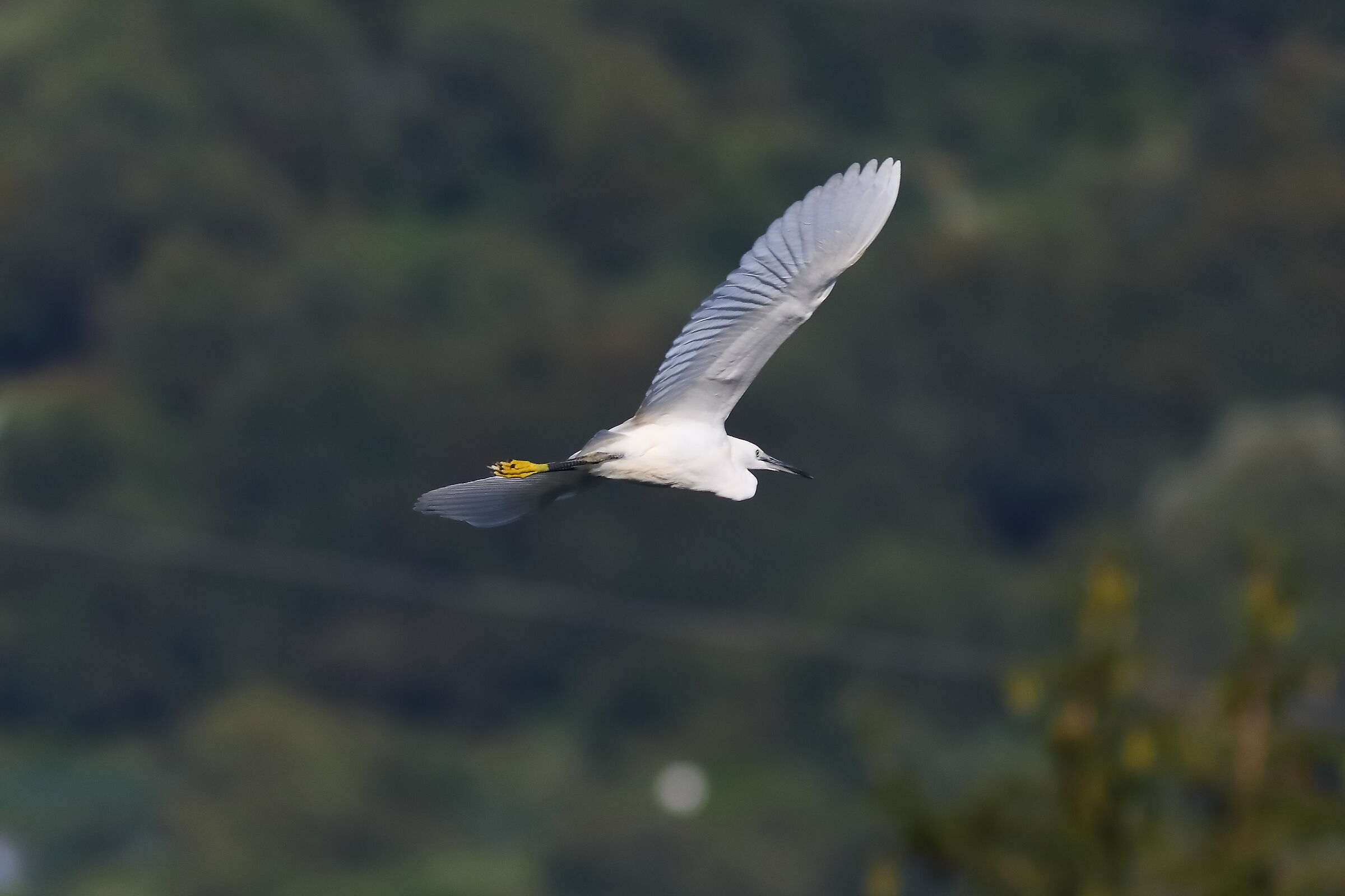 Little Egret 09-08-2023