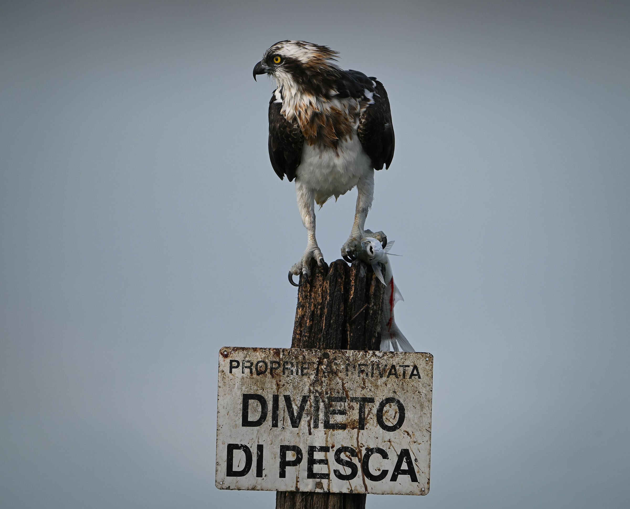 Falco pescatore