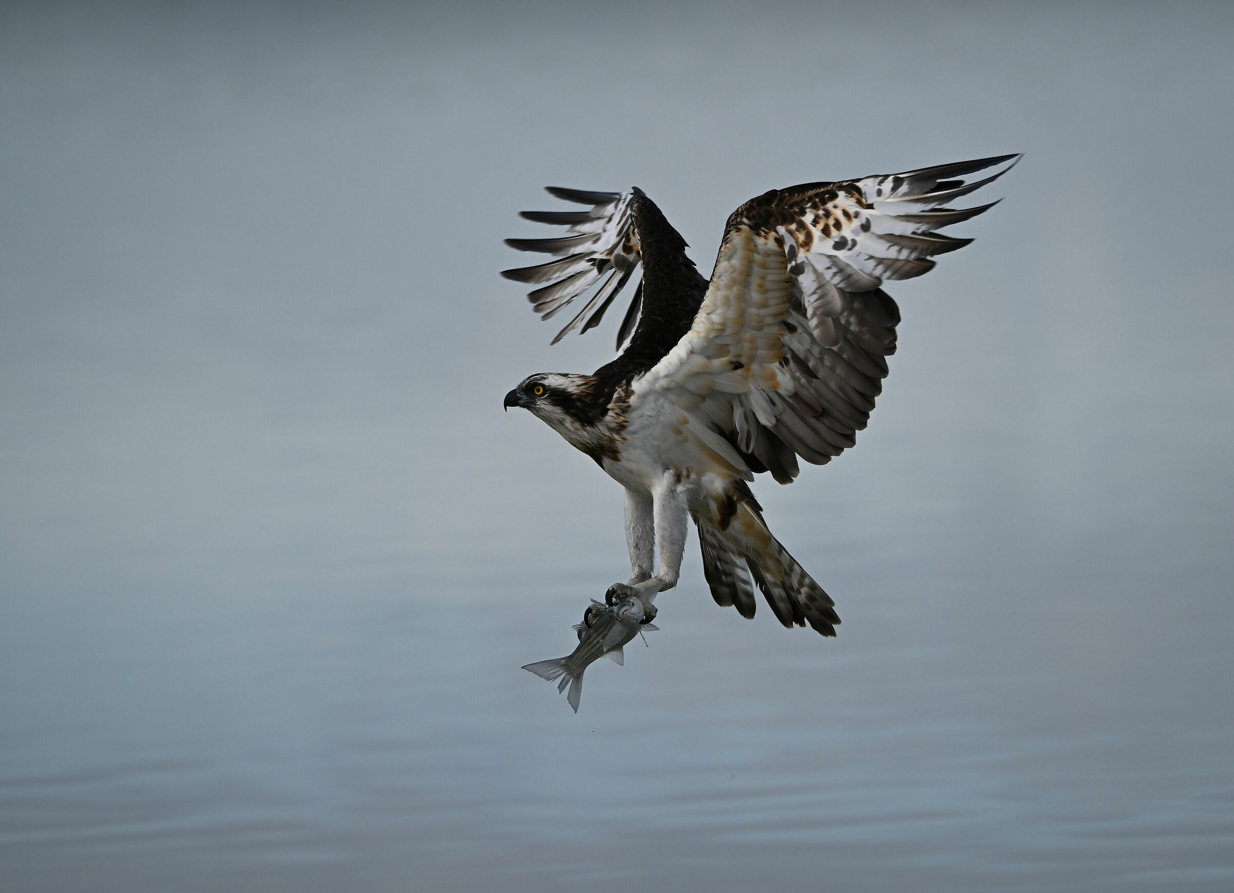 L'arrivo del falco pescatore