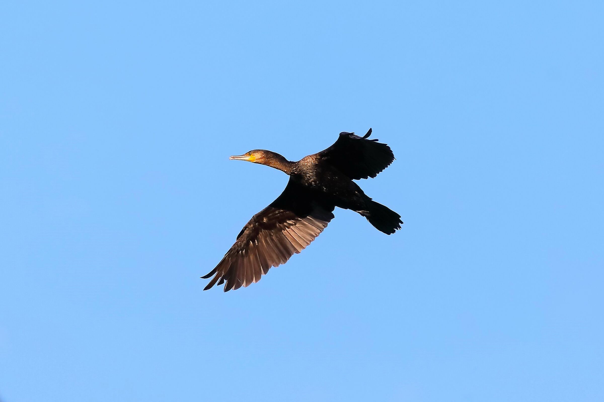 Cormorant 09-08-2023