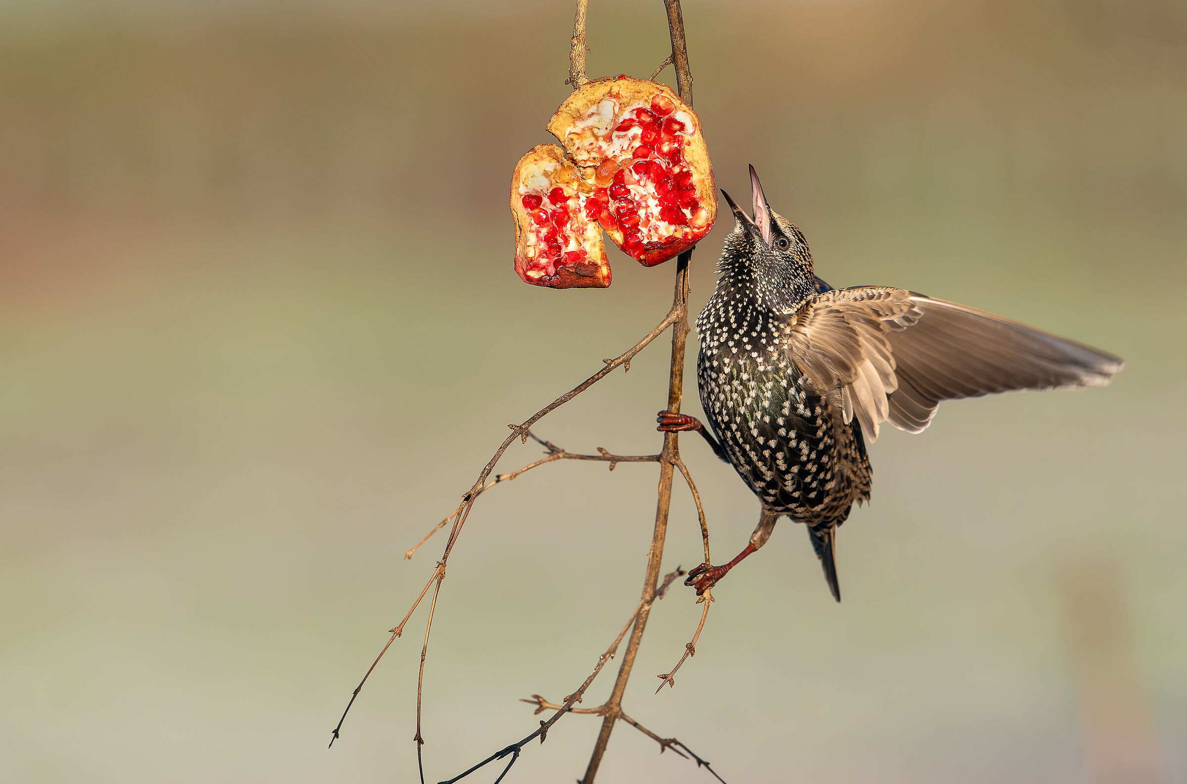 Reversal #capannocora