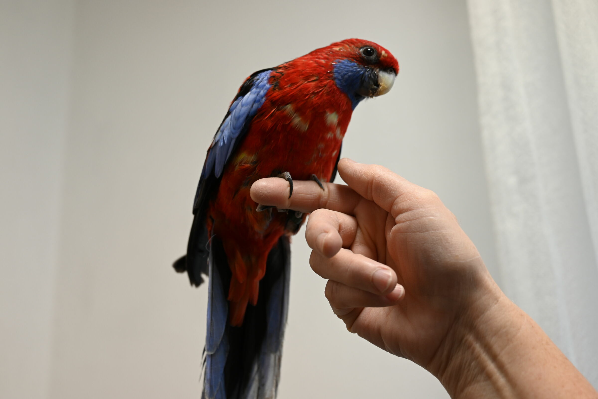 koki