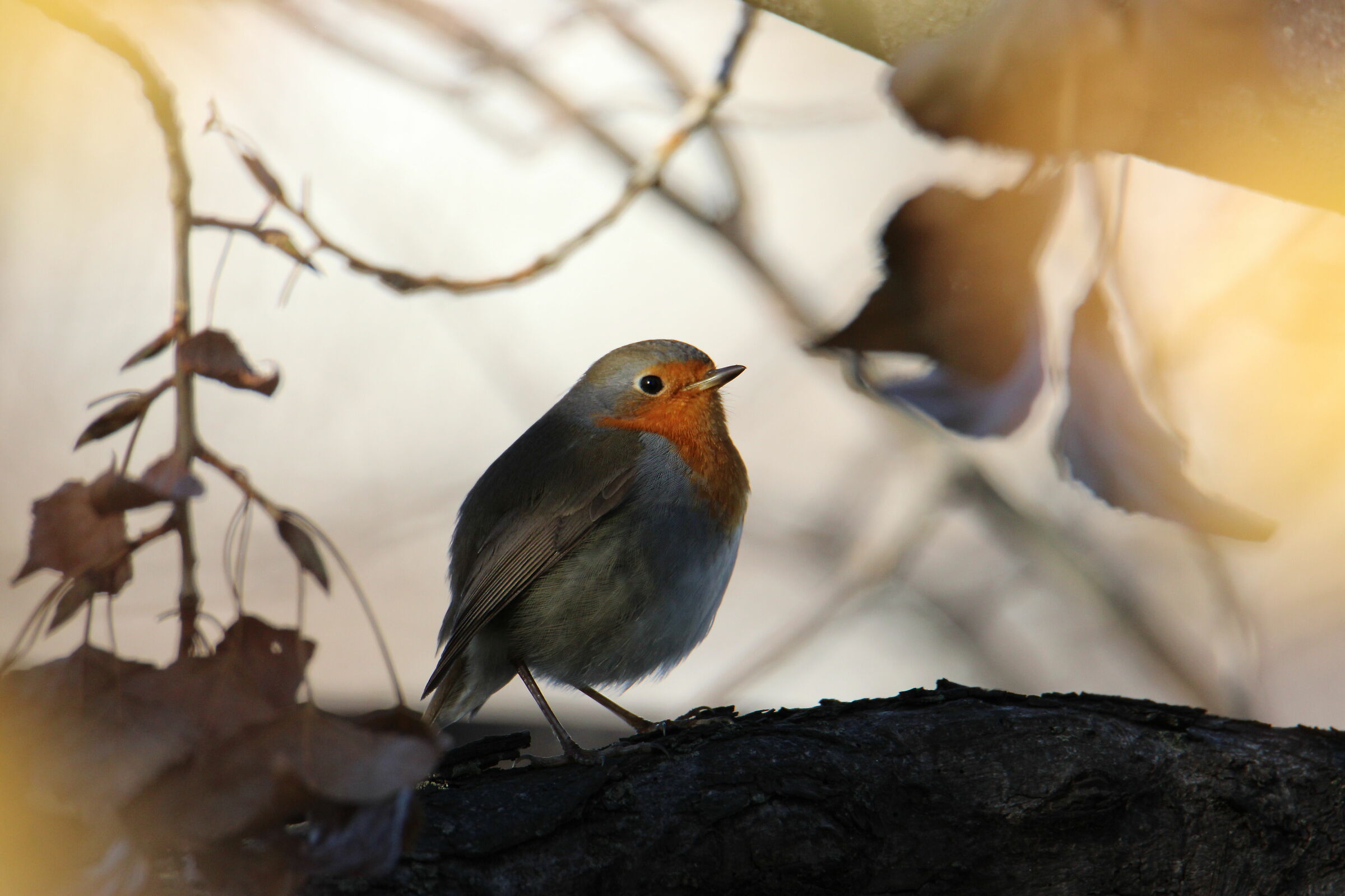 Un quadretto del Pettirosso (Erithacus rubecula)