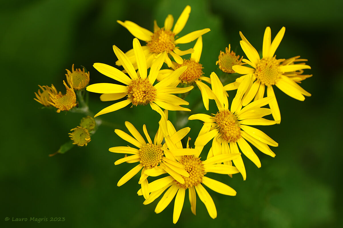 Alpine Senecio