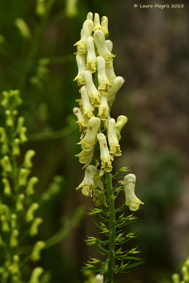 Aconitum lycoctonum