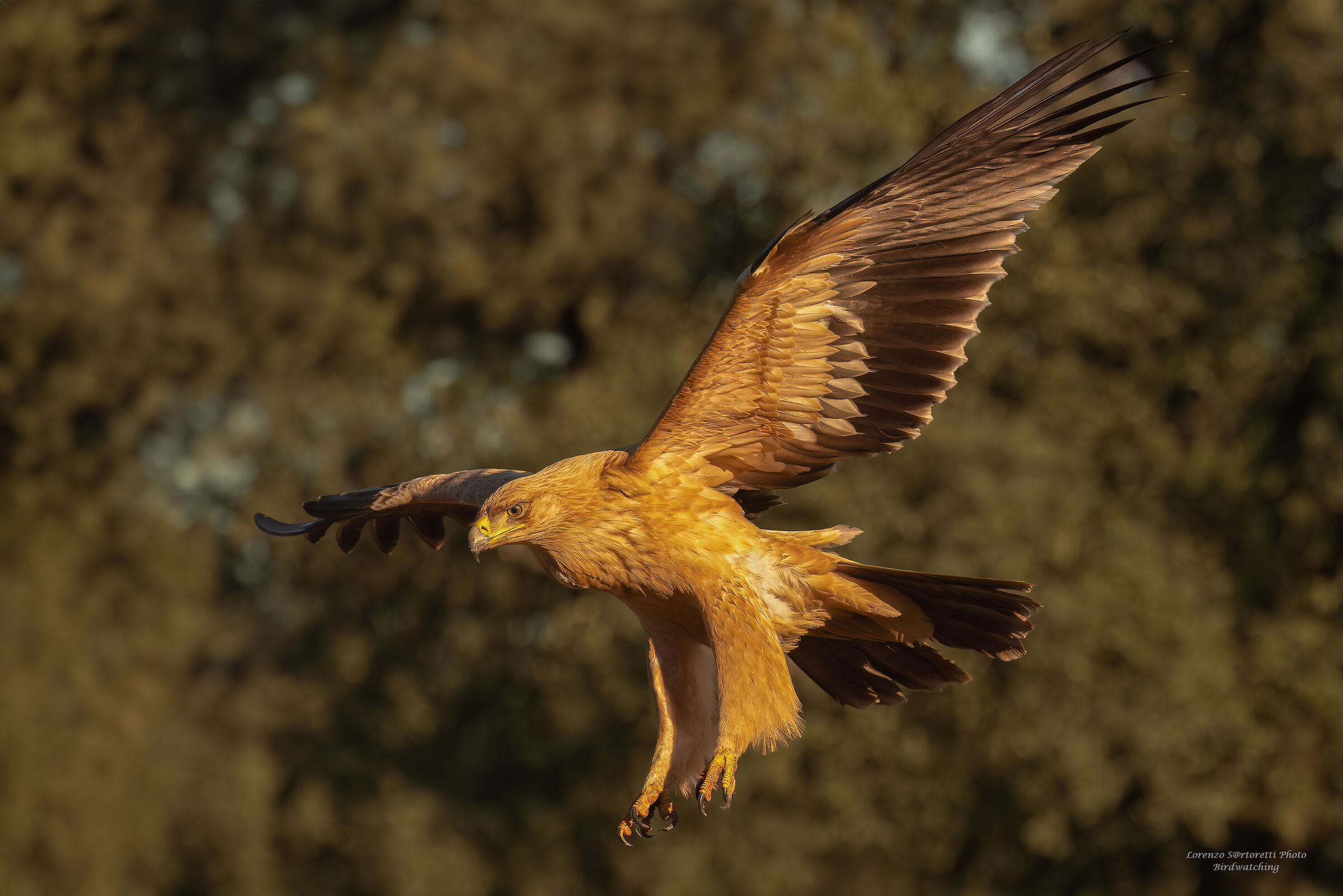 Giovane aquila imperiale iberica