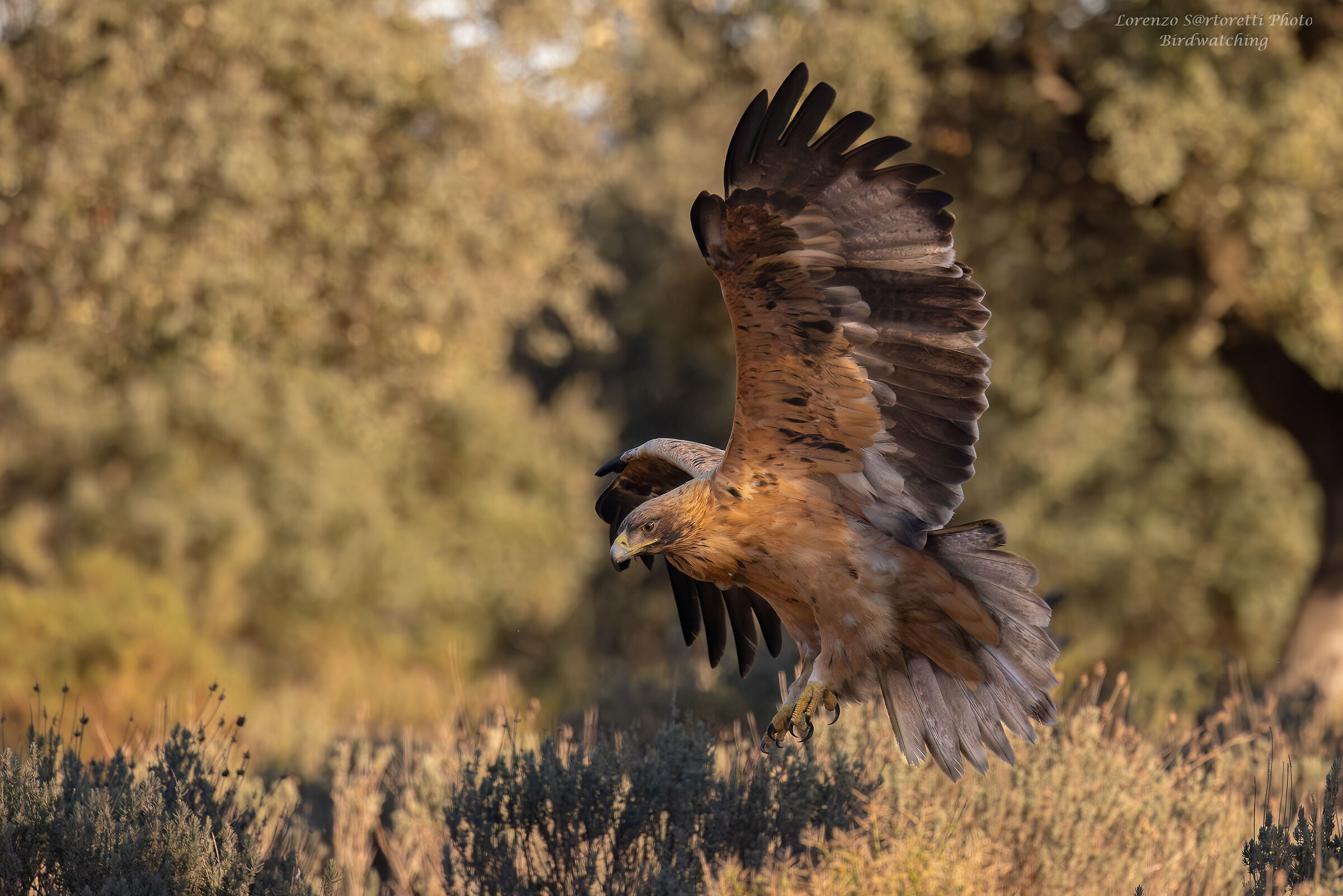 Giovane aquila imperiale iberica