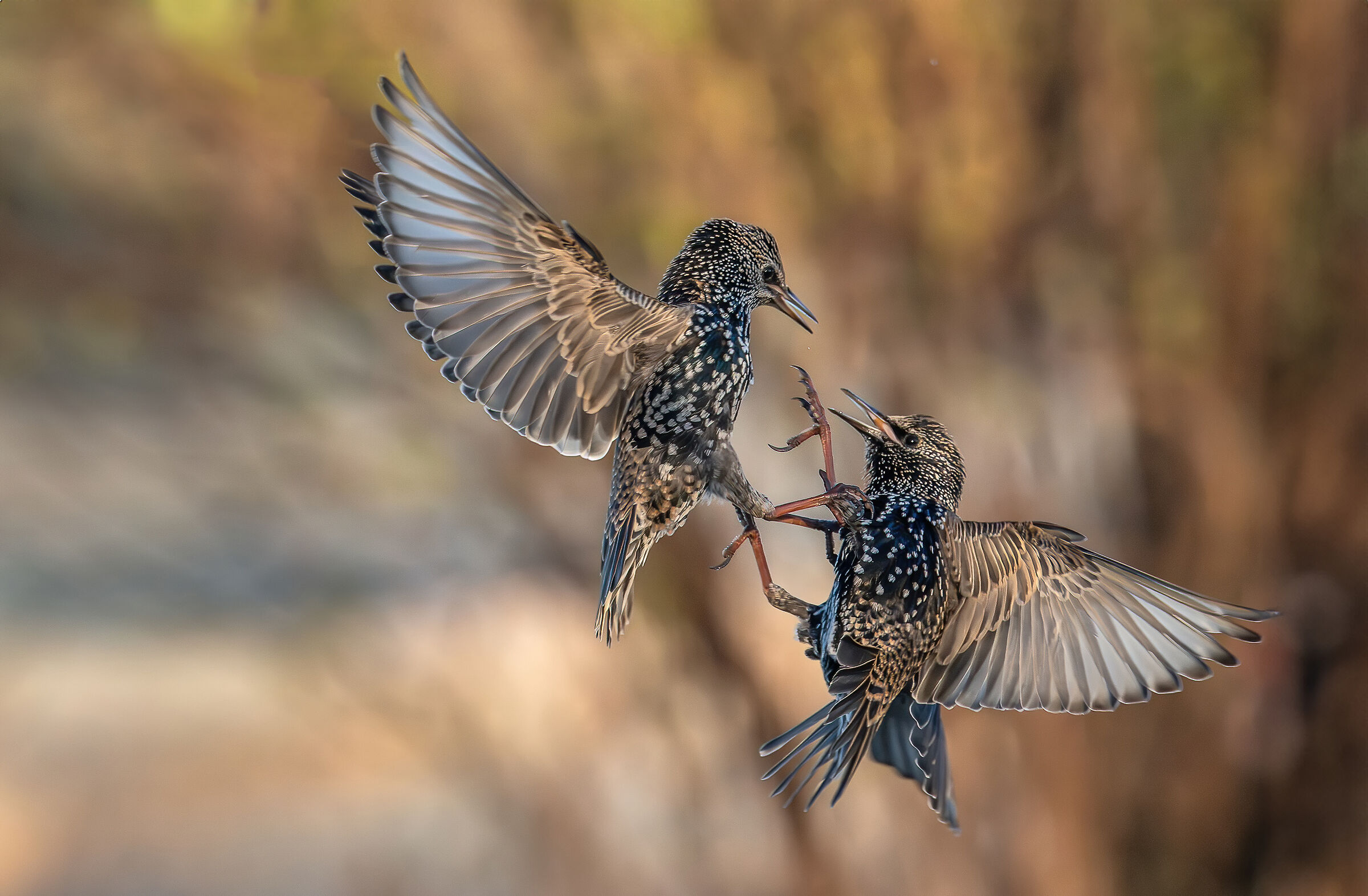 Angry starlings #capannocora