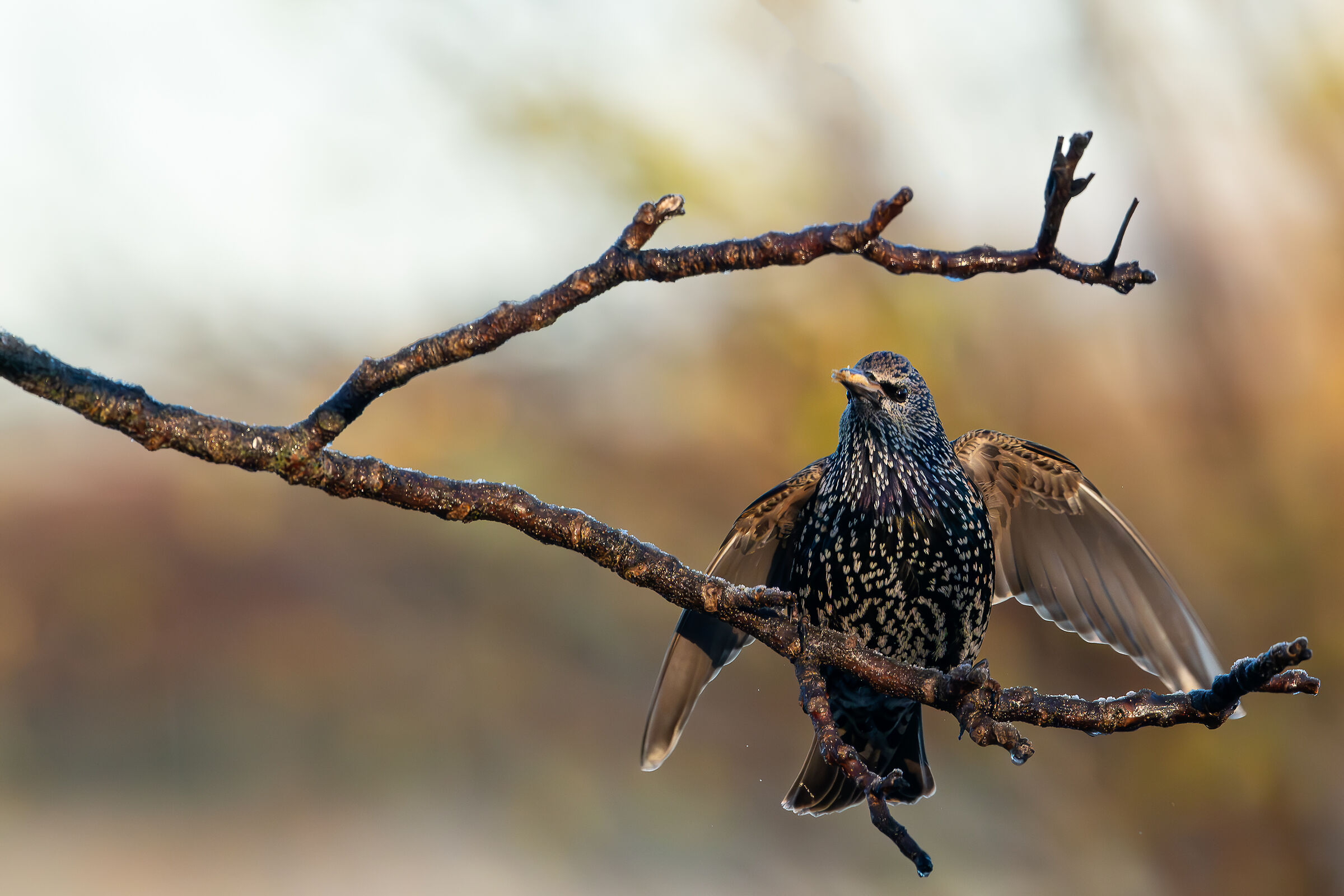 Reversal #capannocora