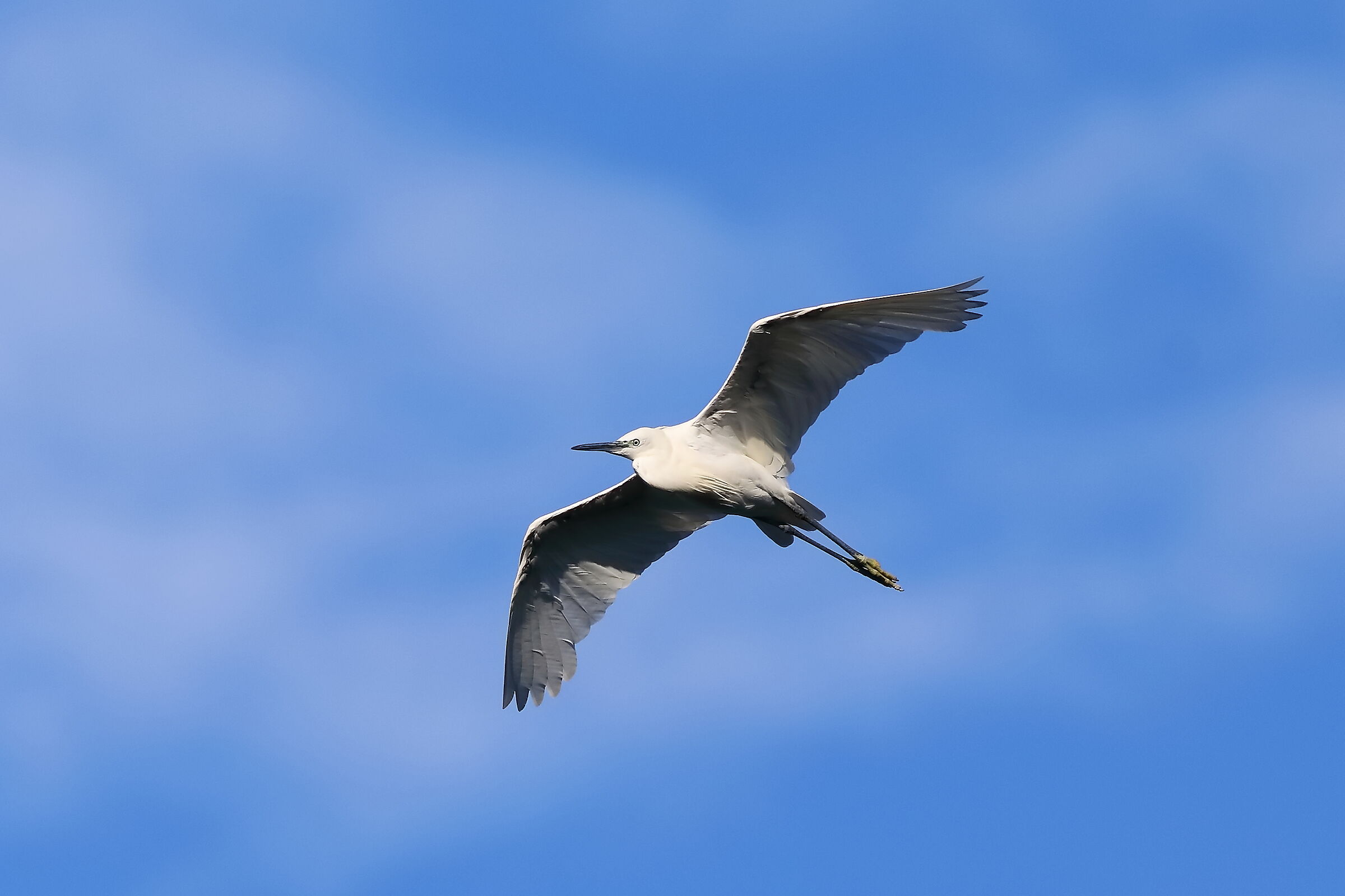Little Egret 09-08-2023