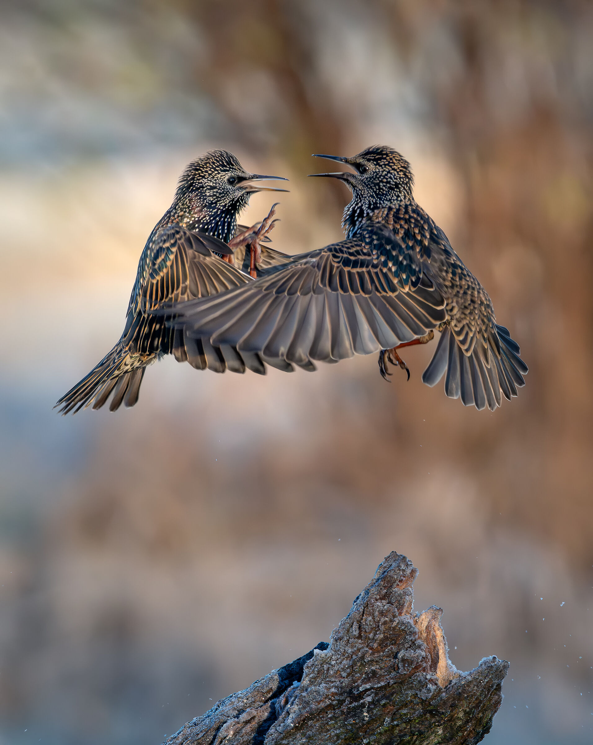 Facing each other #capannocora