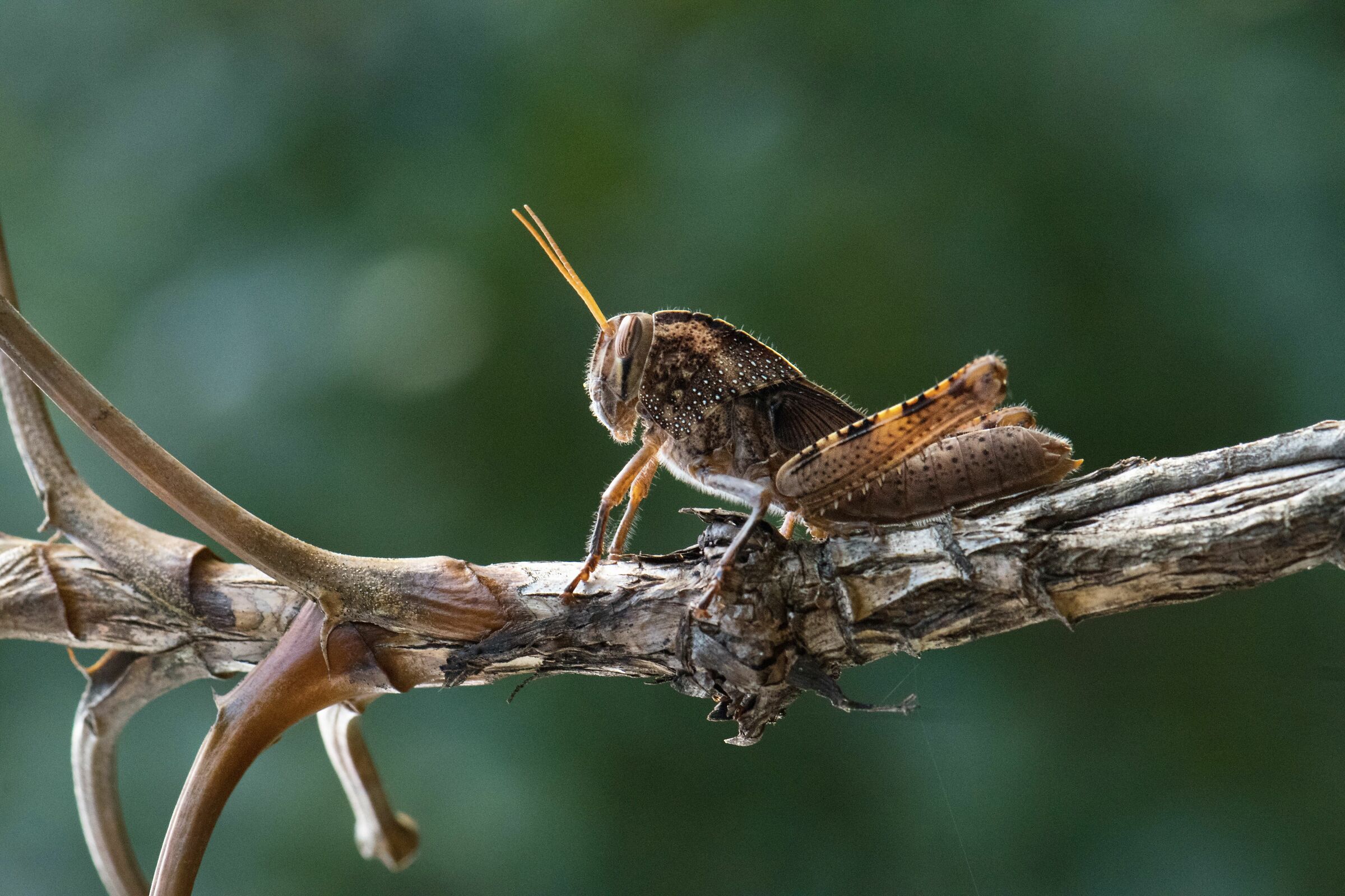 Locusta in posa
