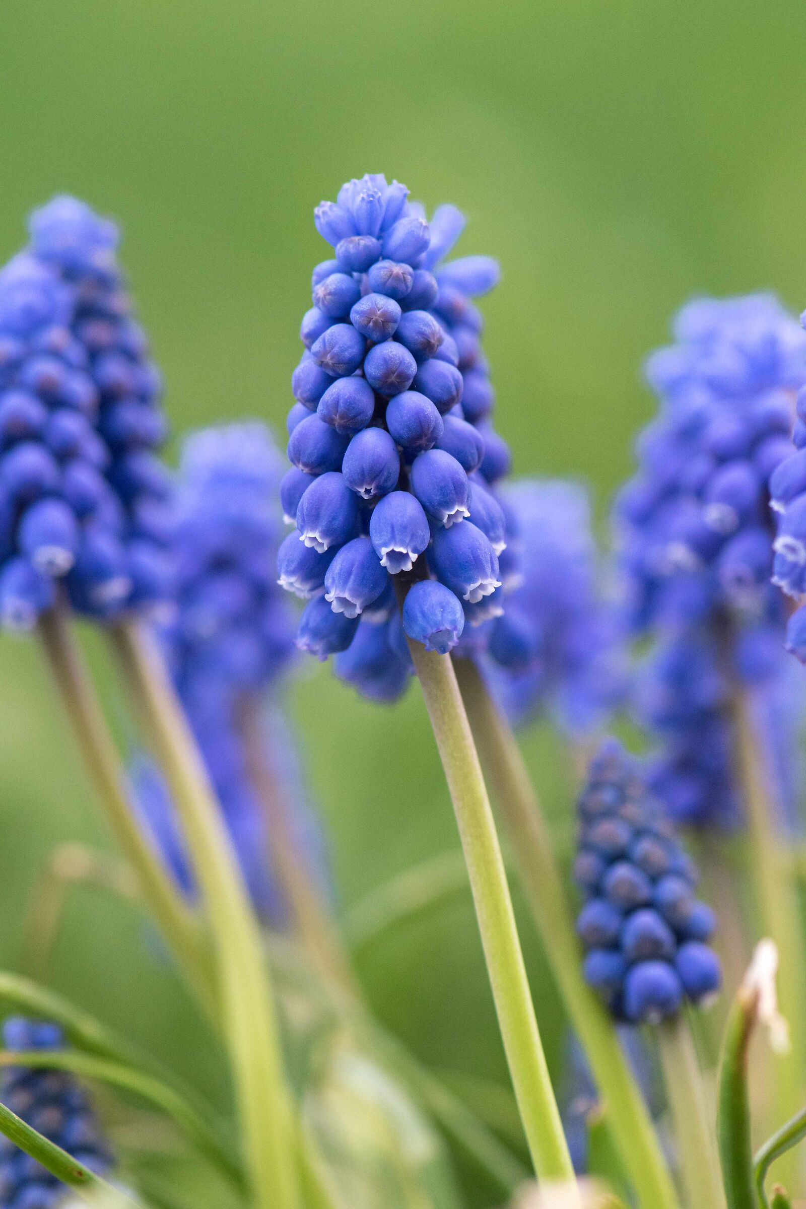Muscari
