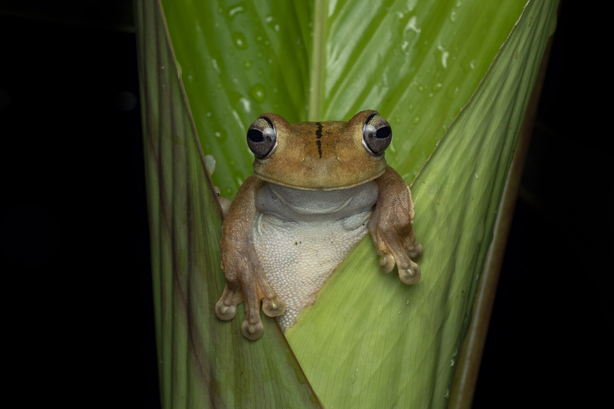 Gladiatore Tree Frog che si arrampica su una foglia emergent...