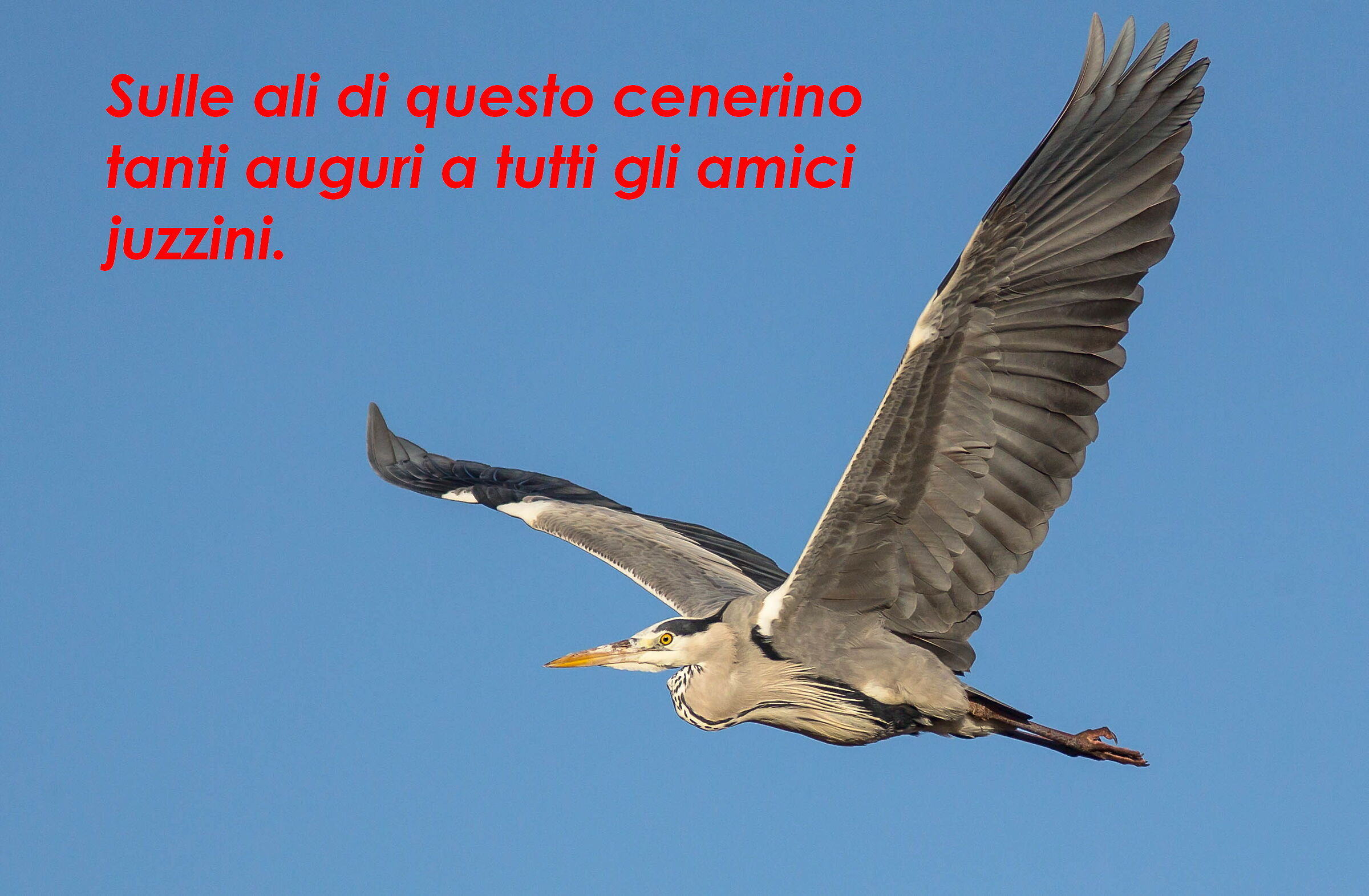 Auguri, buone feste a tutti gli amici juzzini