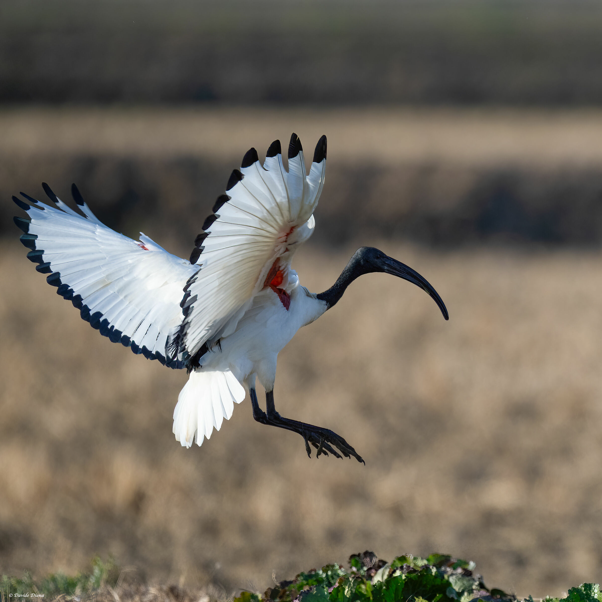 Sacred Ibis