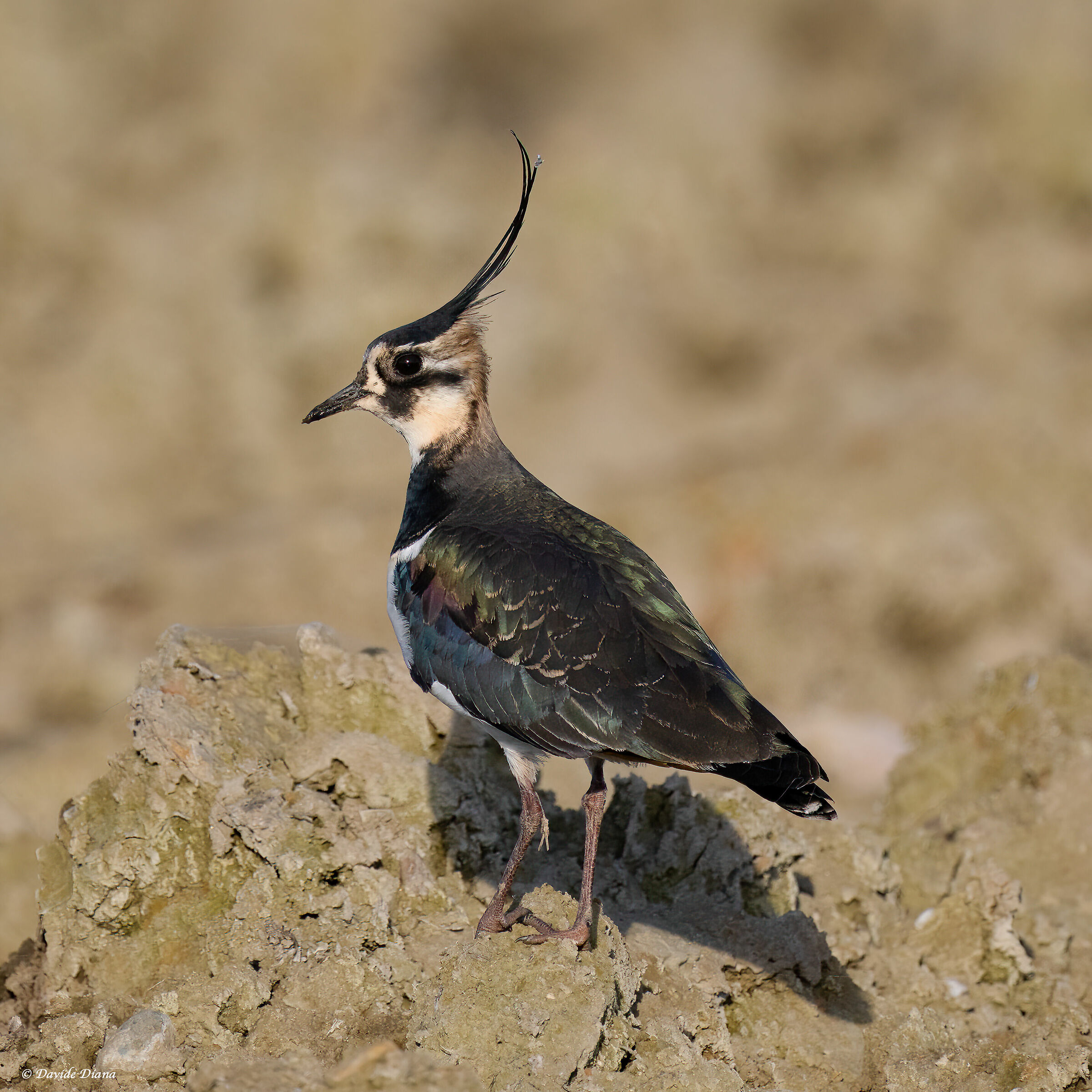 Lapwing