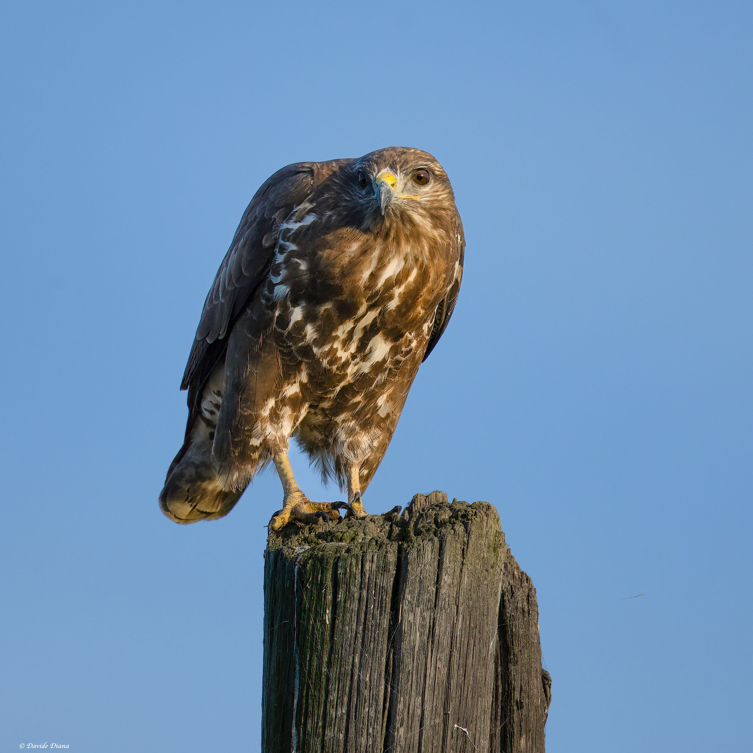 Buzzard