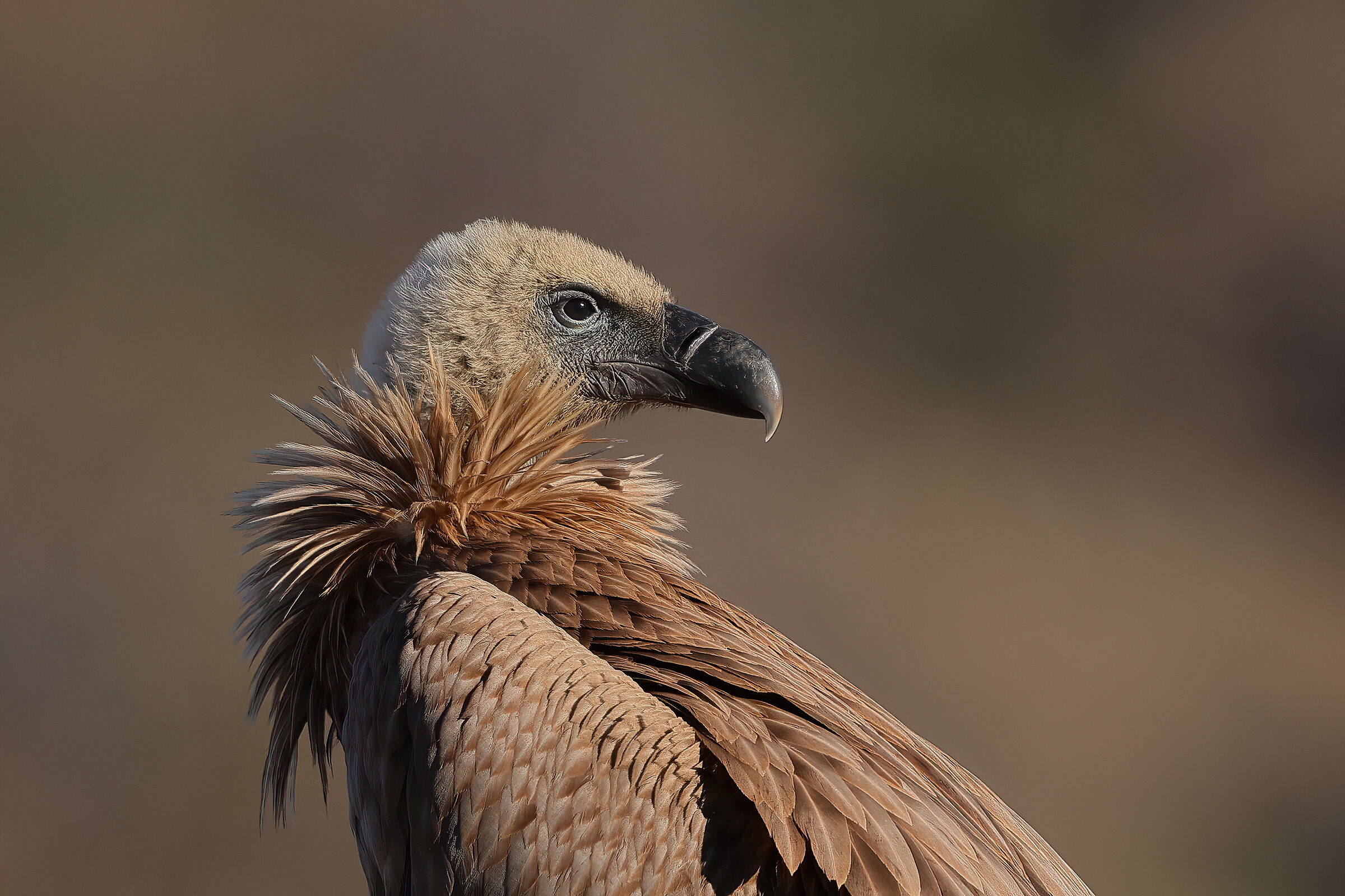 Il signore del Pollino
