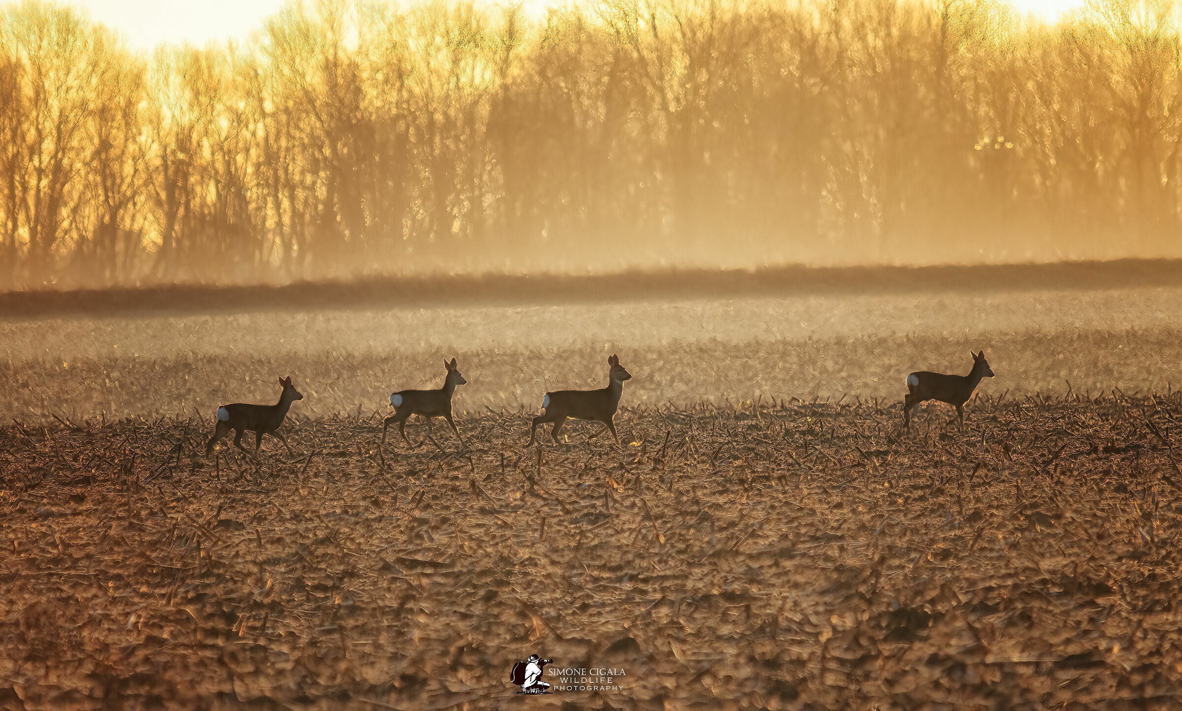 Roe deer at dawn