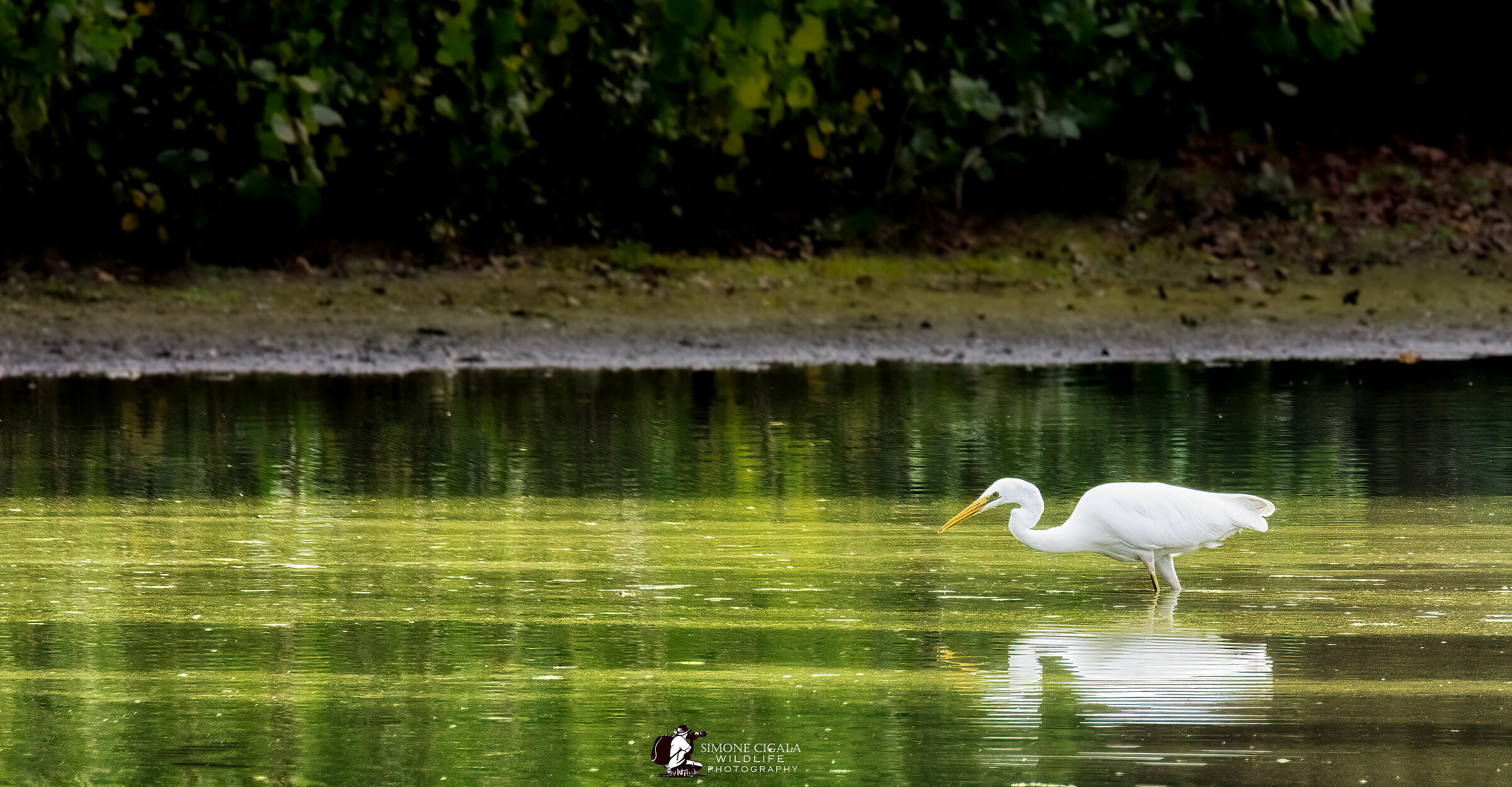 In the pond on the hunt