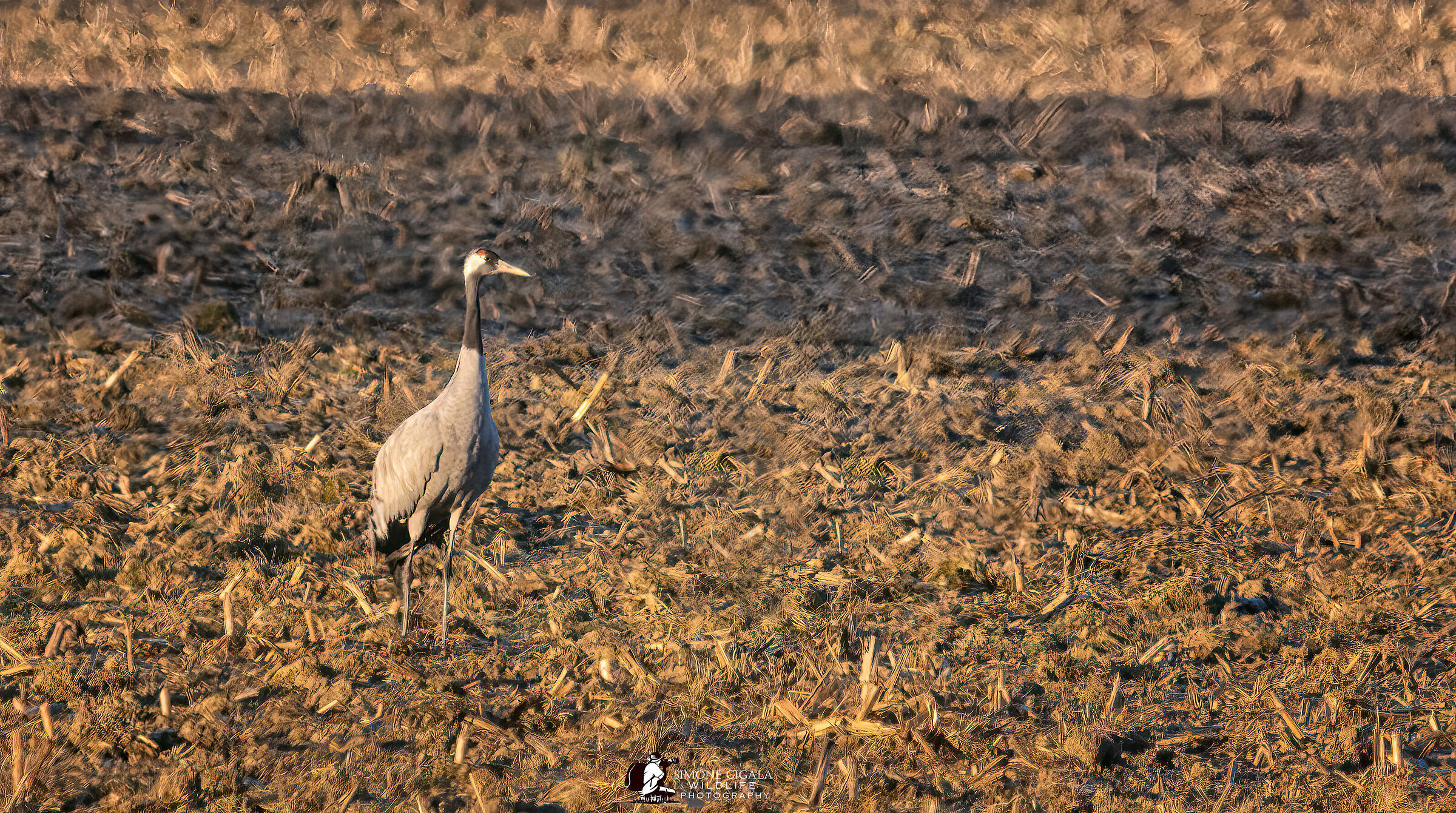 Cranes in the Cremona countryside