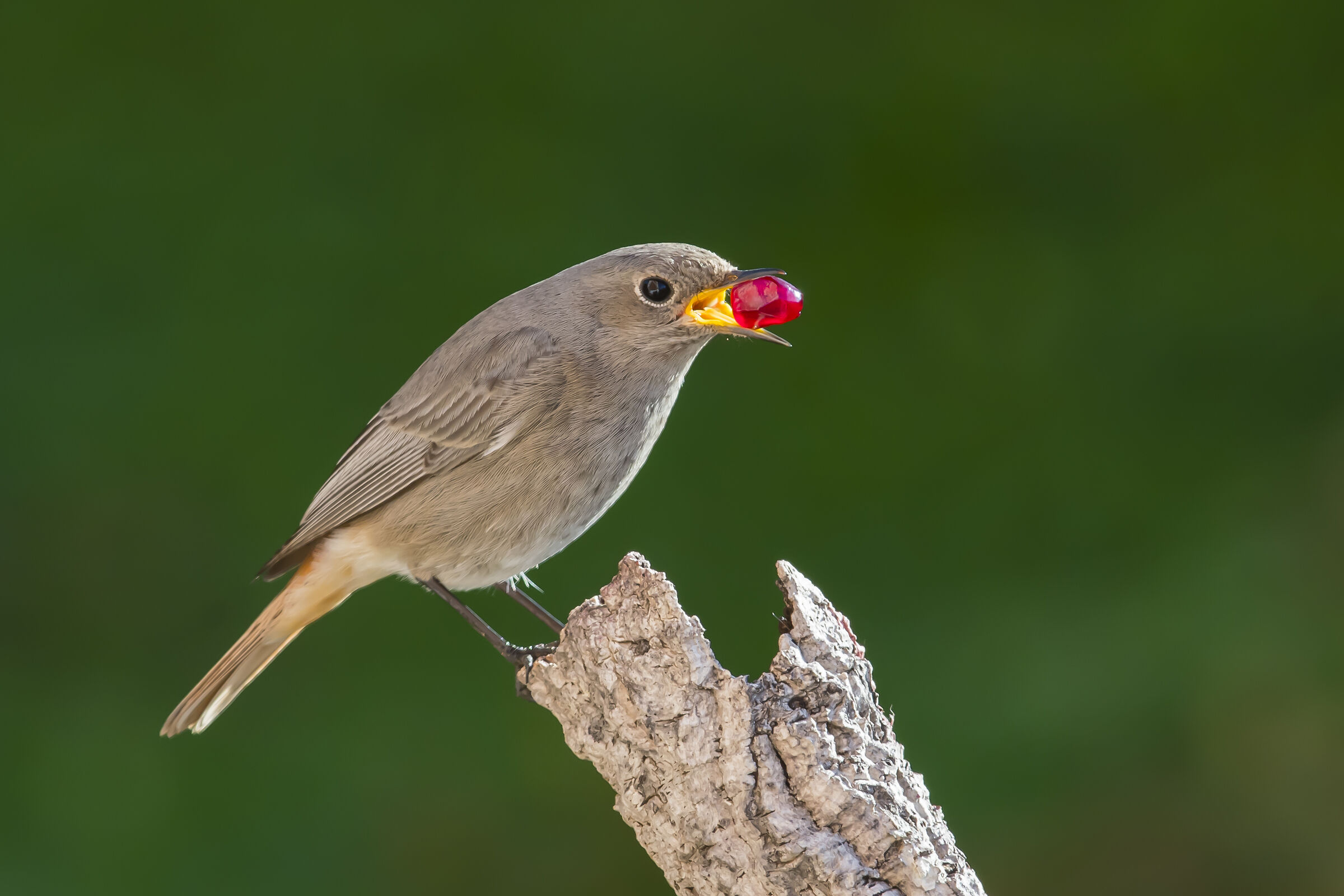 Codirosso spazzacamino F.