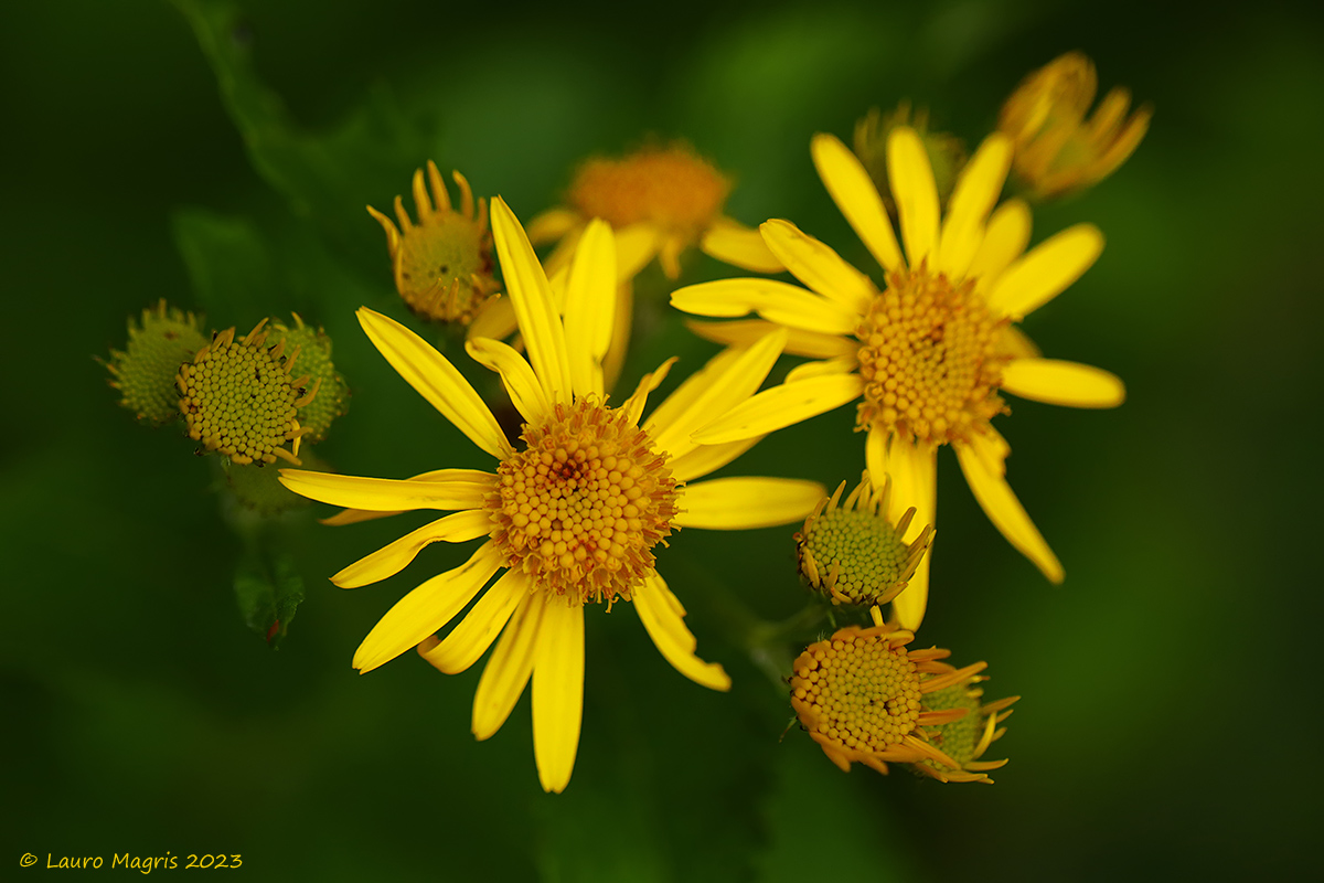 Alpine Senecio