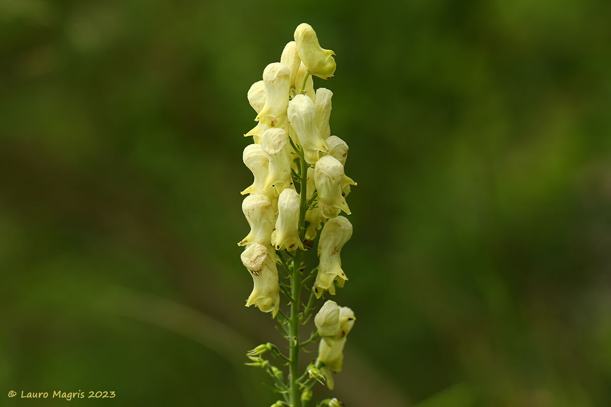 Aconitum lycoctonum